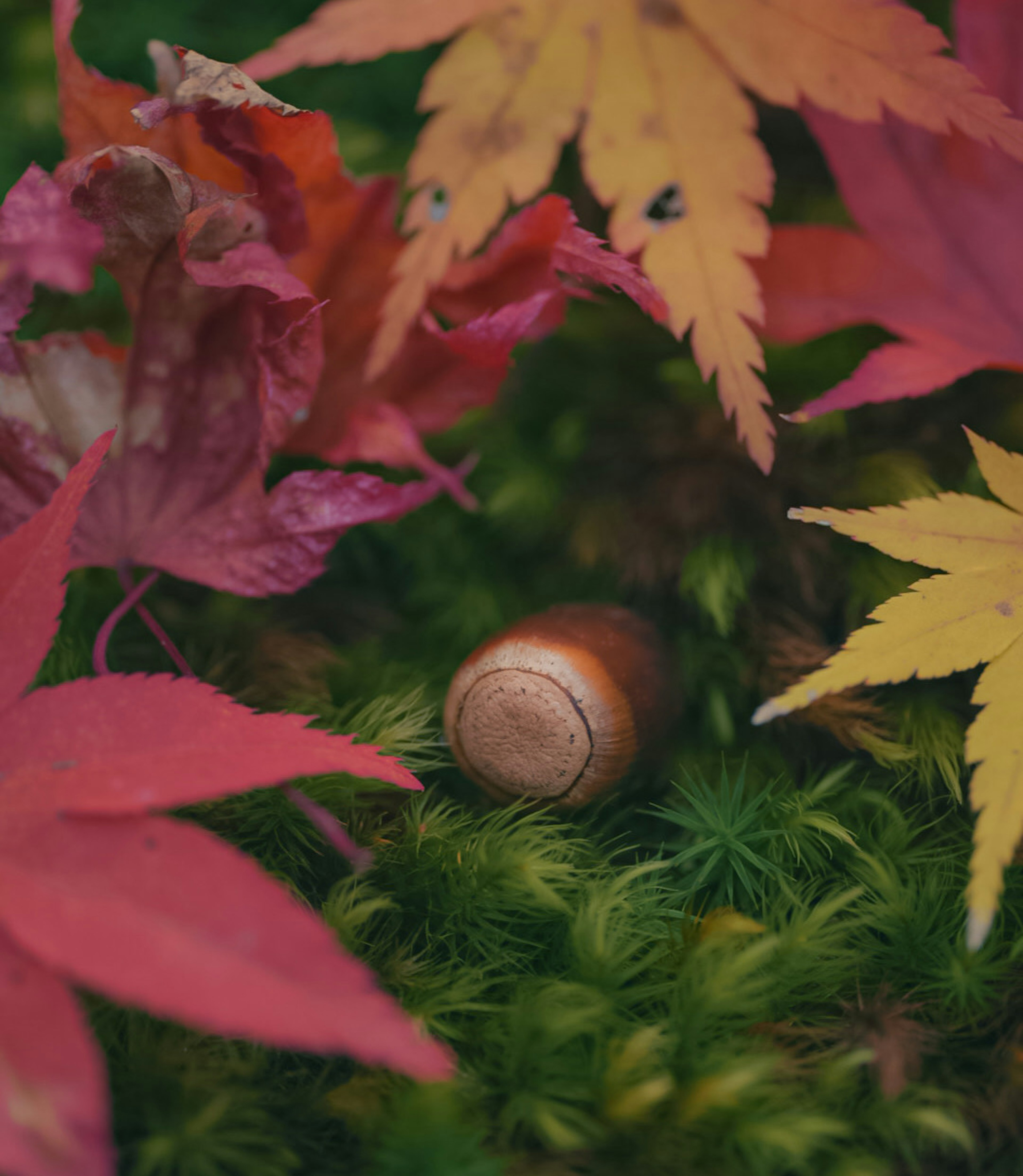 Acorn surrounded by autumn leaves on moss