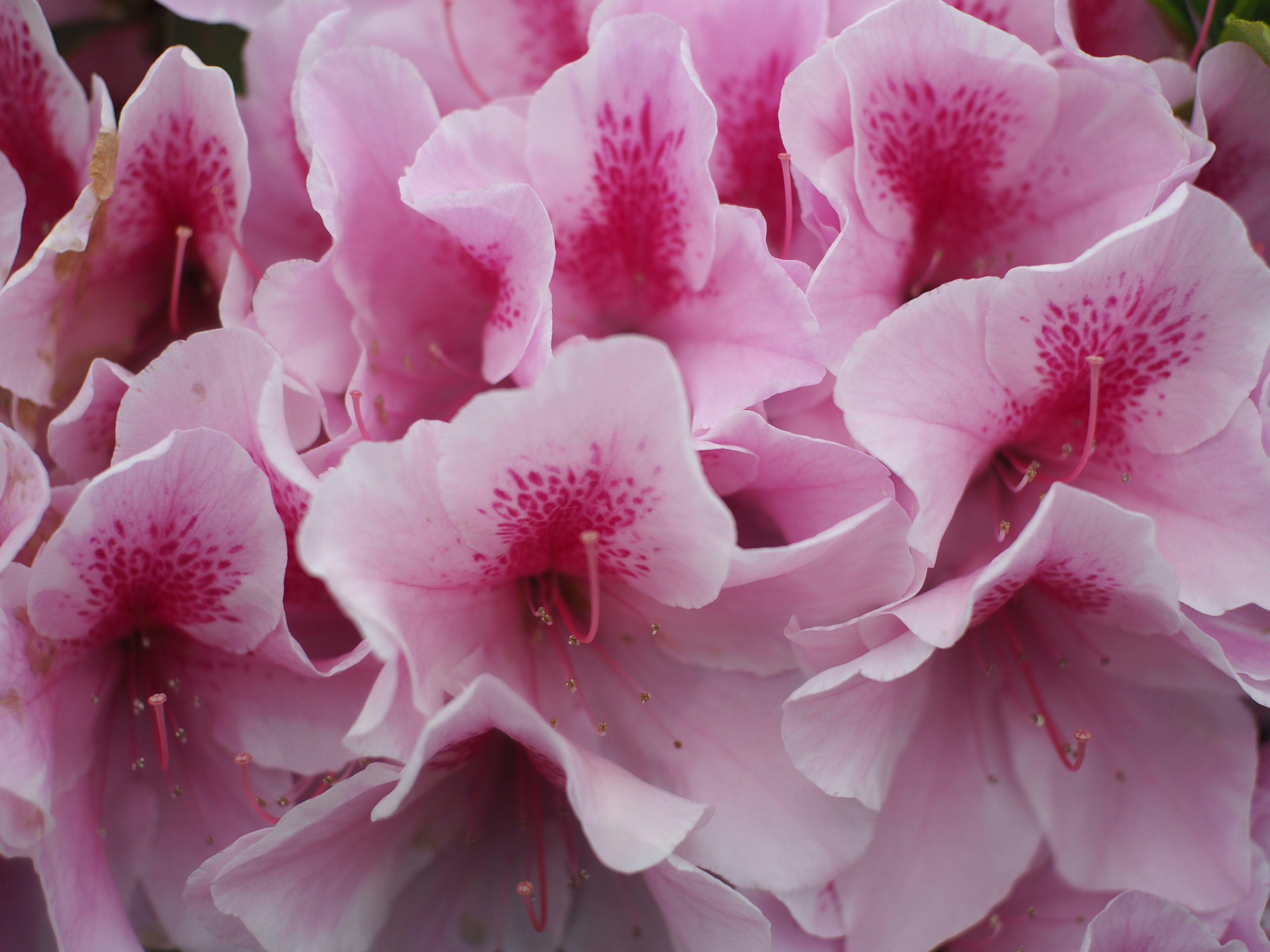 Grupo de hermosas flores de azalea rosa en plena floración