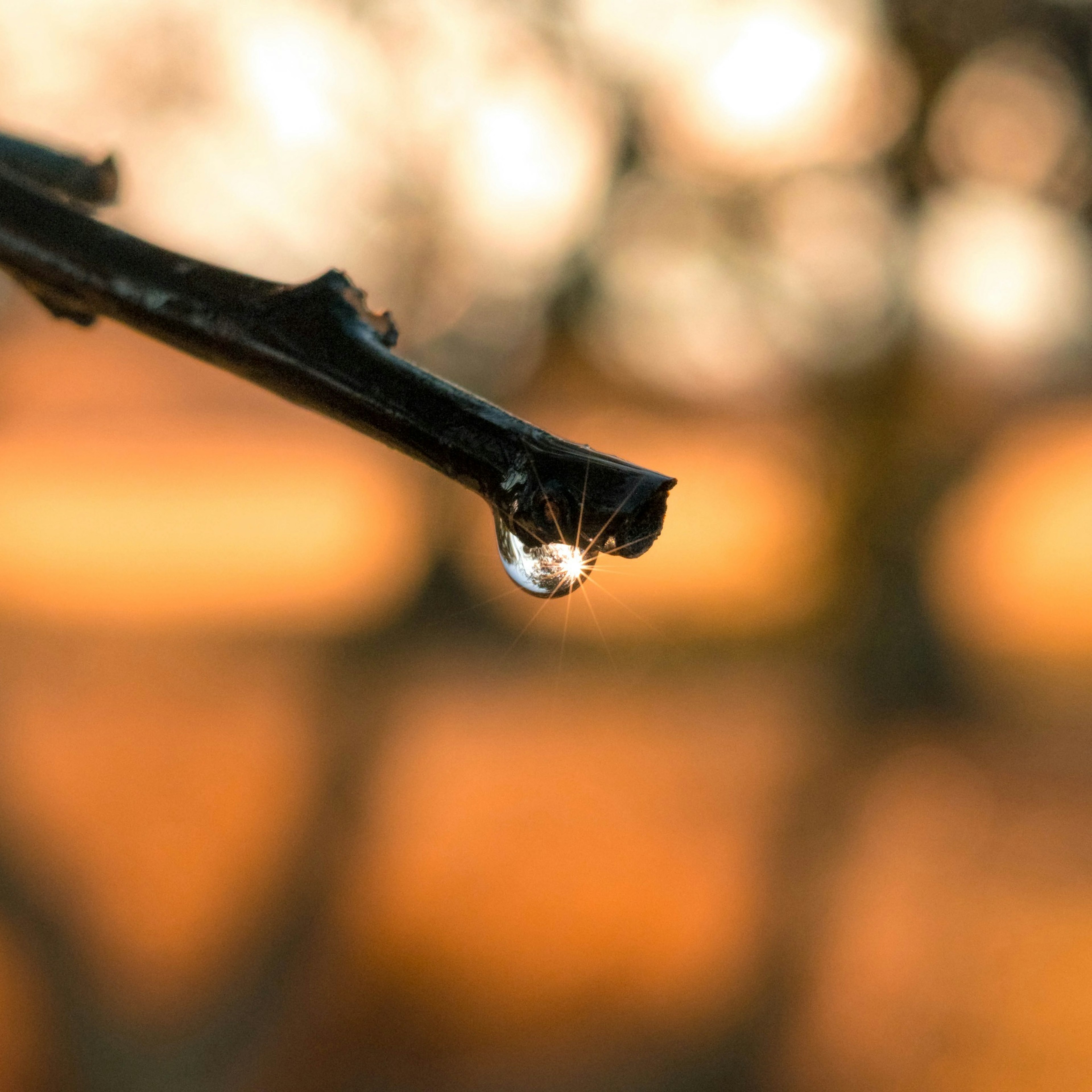 水滴が枝の先にぶら下がり背景はオレンジ色のぼんやりした風景