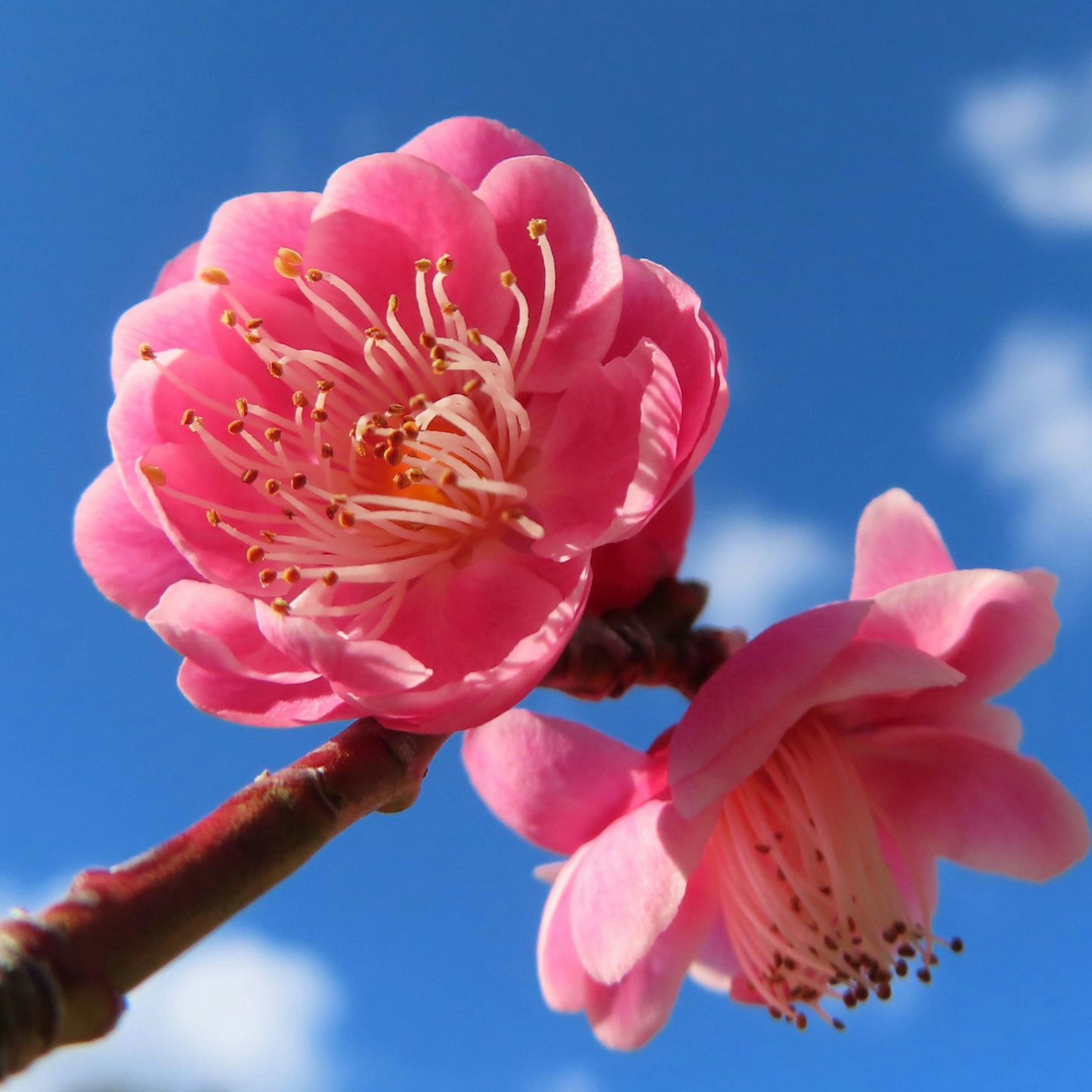 Bunga pink yang indah mekar di bawah langit biru dengan kelopak yang khas