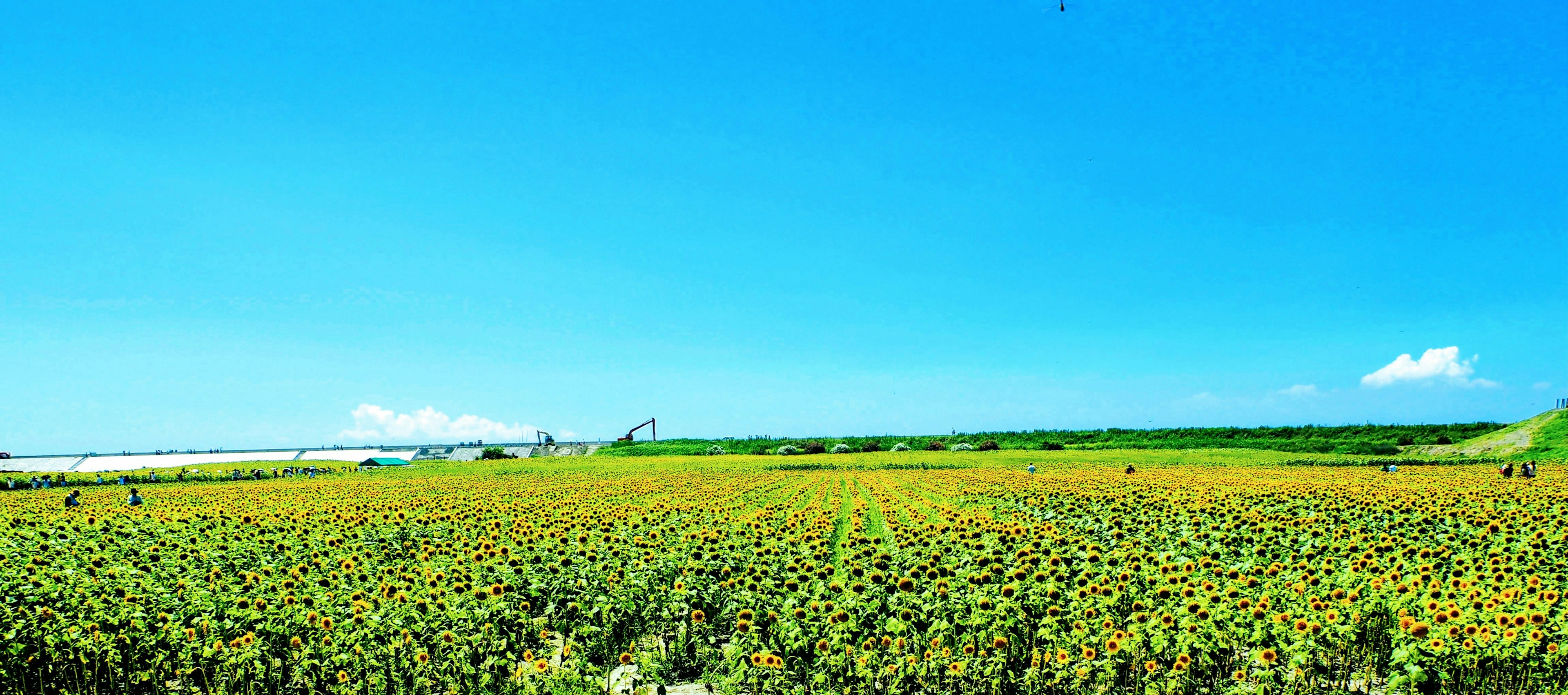 ทุ่งดอกทานตะวันใต้ท้องฟ้าสีฟ้าใสกับภูมิทัศน์สีเขียว