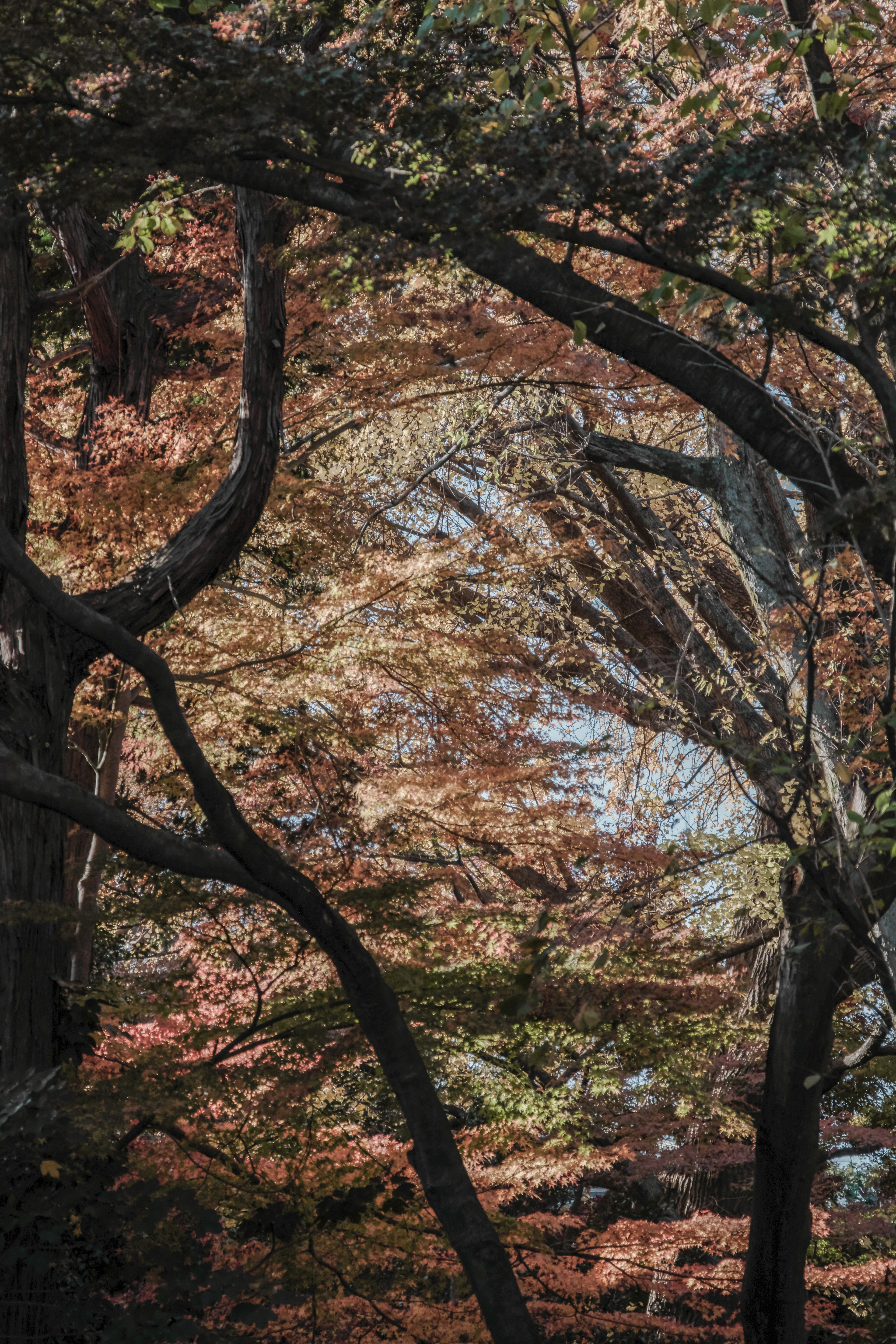 秋の紅葉が映える木々の間に広がる風景