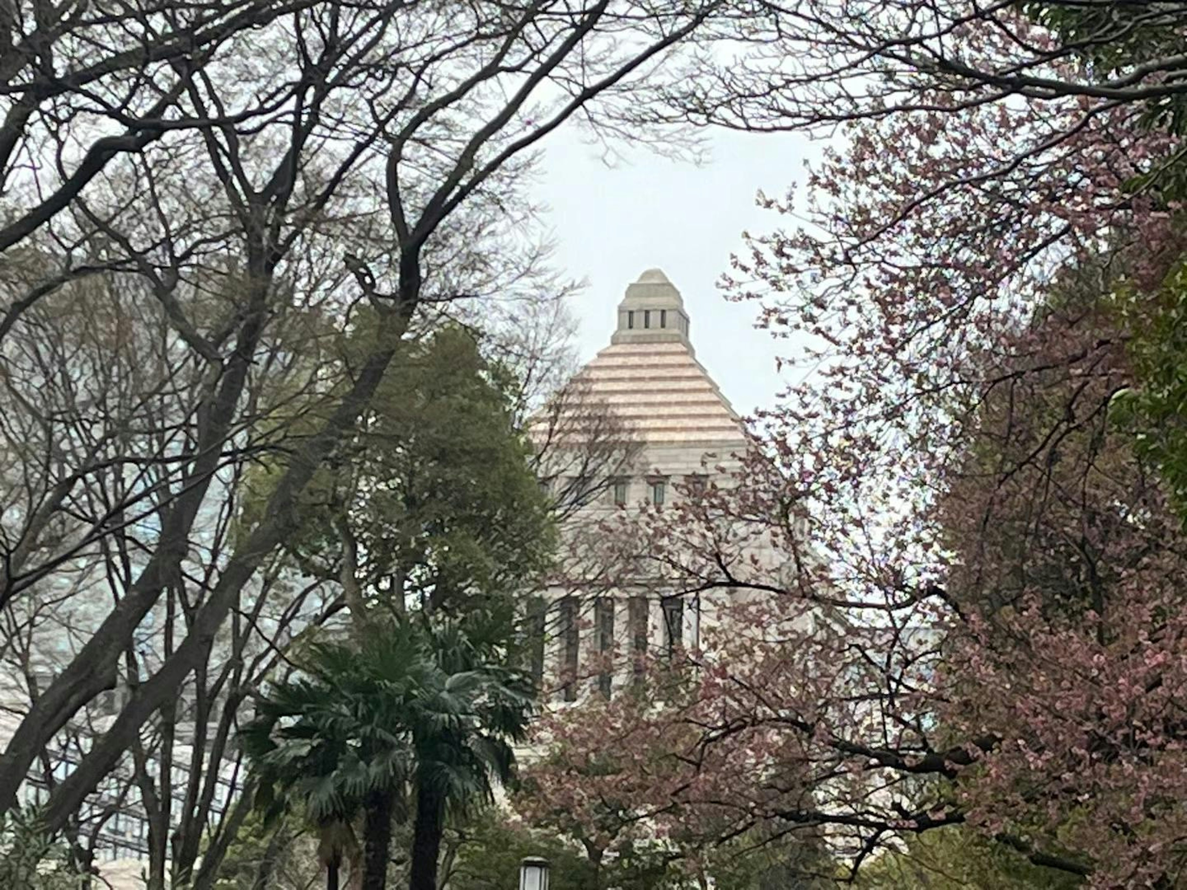 Il tetto del Palazzo del Parlamento circondato da alberi di ciliegio