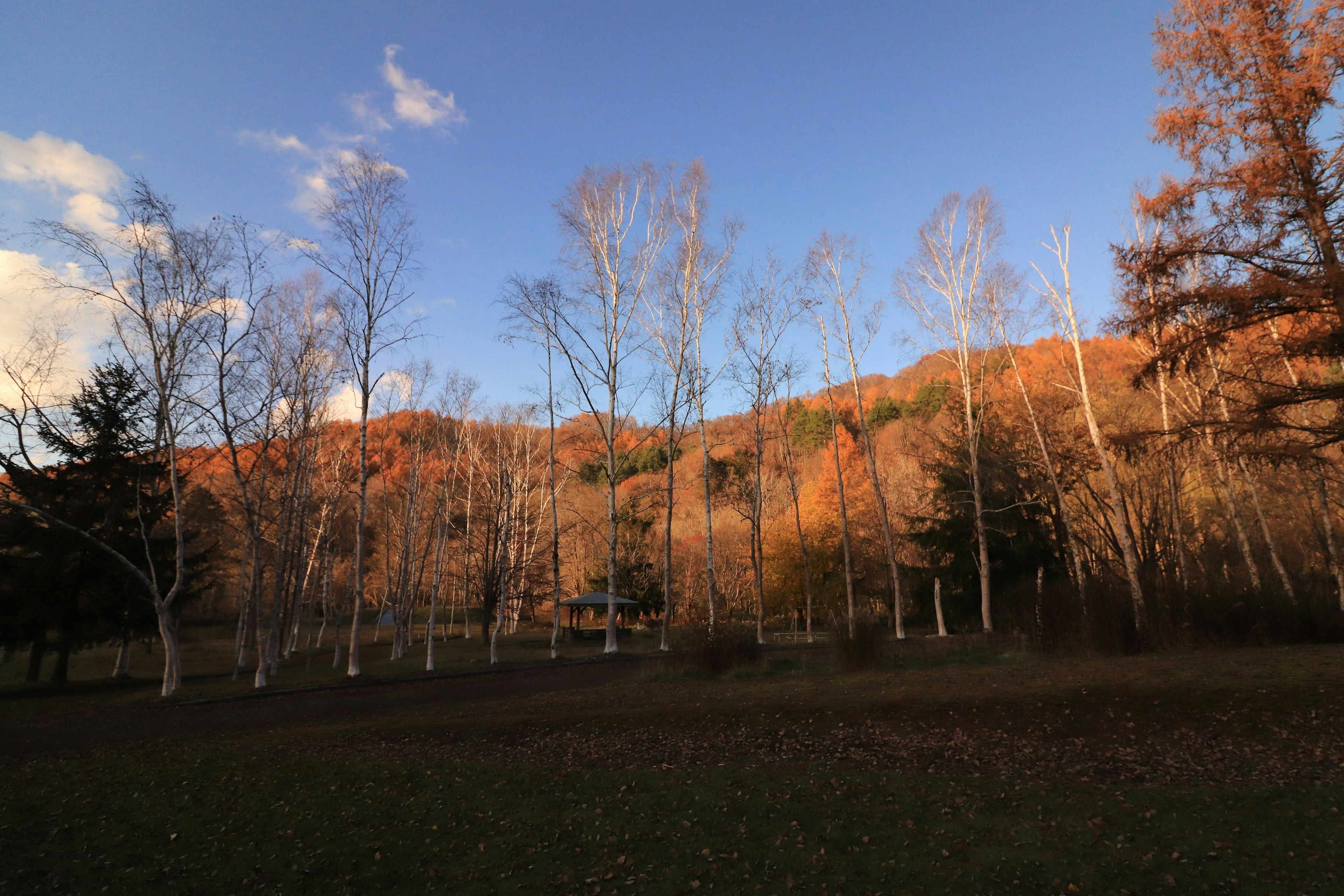 Paysage avec des arbres d'automne et une montagne en arrière-plan