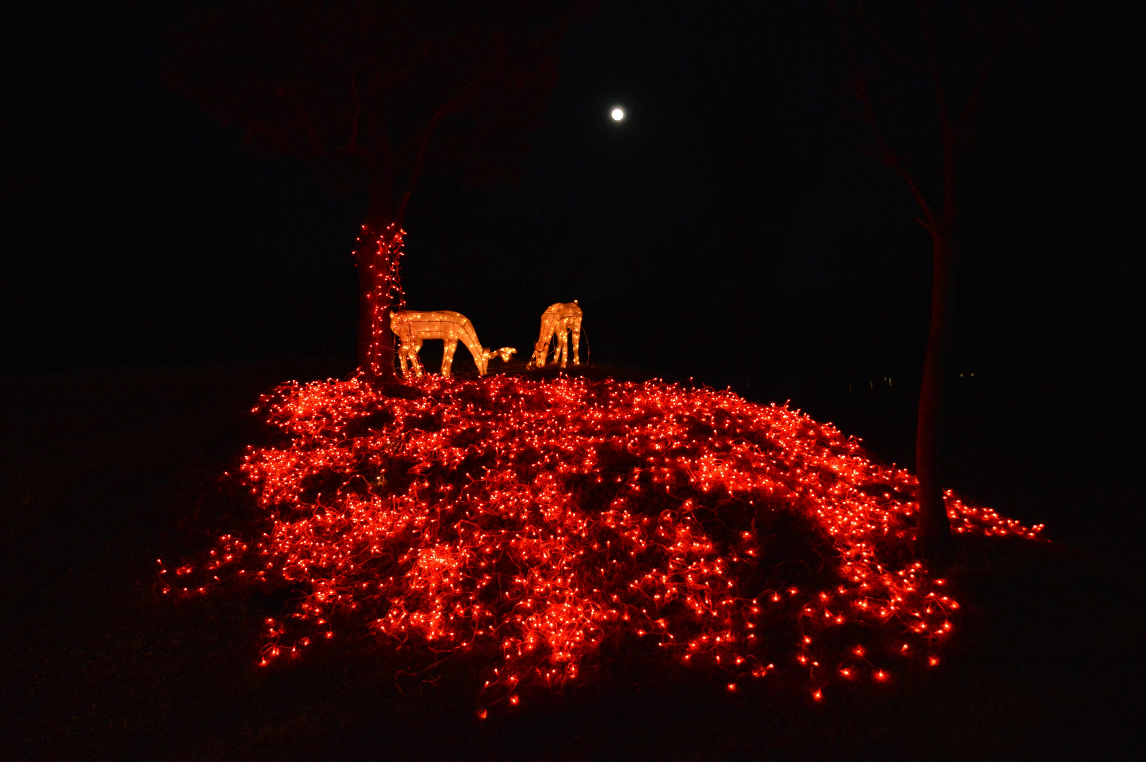 Paisaje iluminado por luces rojas bajo un cielo iluminado por la luna