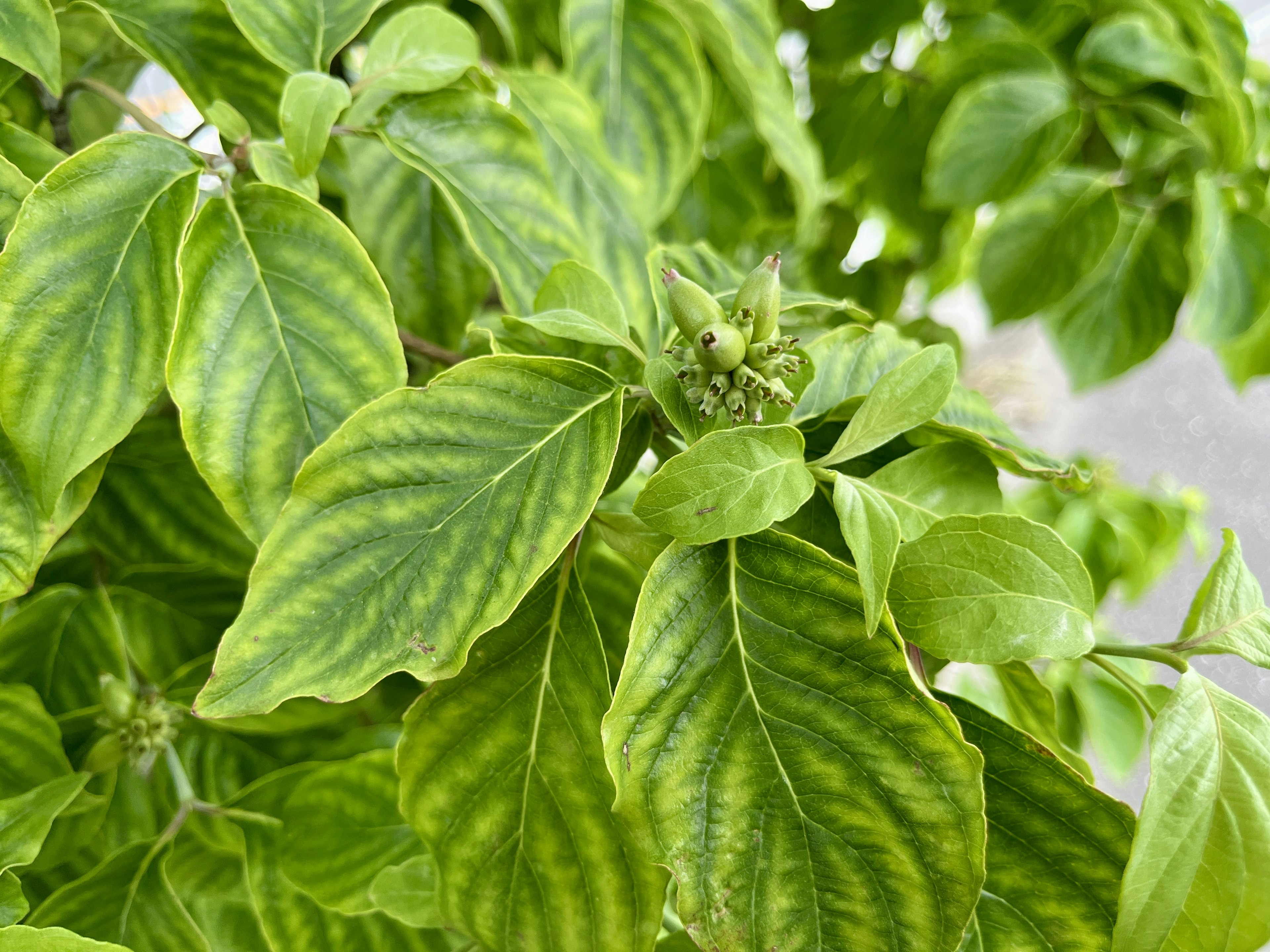 Acercamiento a una planta con hojas verdes distintivas y patrones rayados