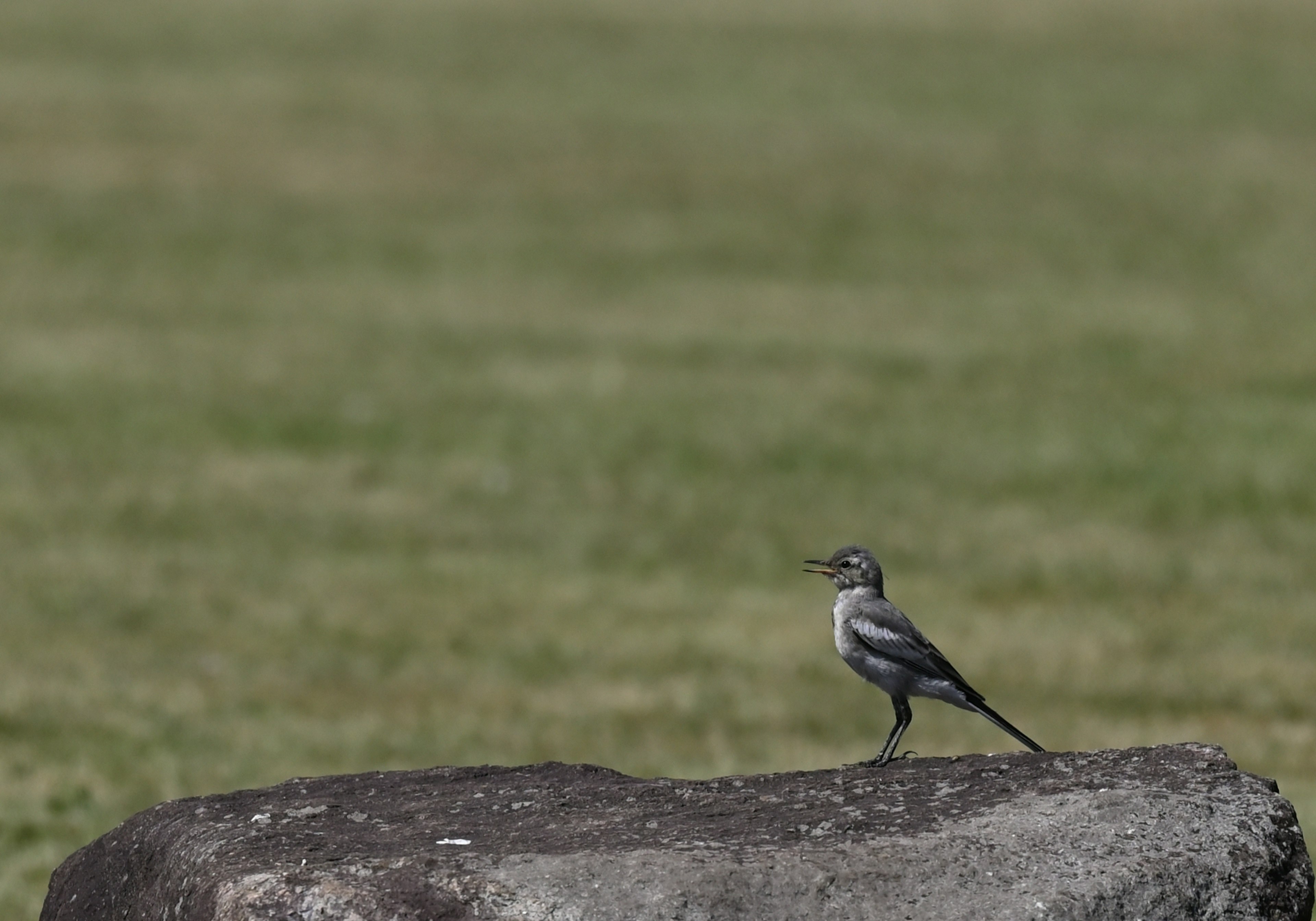 Un oiseau noir et blanc se tenant sur une pierre dans un champ de verdure