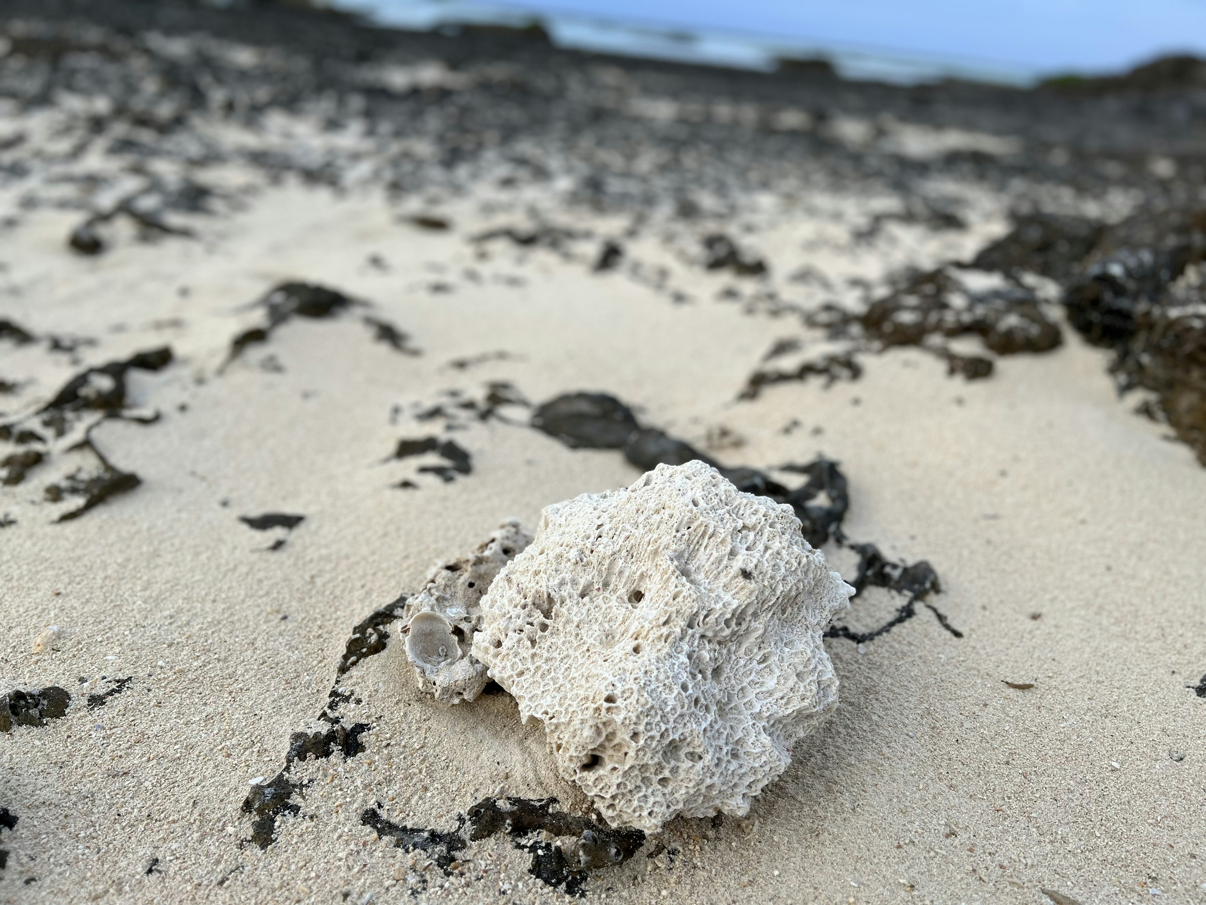 ชิ้นส่วนปะการังสีขาวบนชายหาดที่มีทรายและสาหร่าย