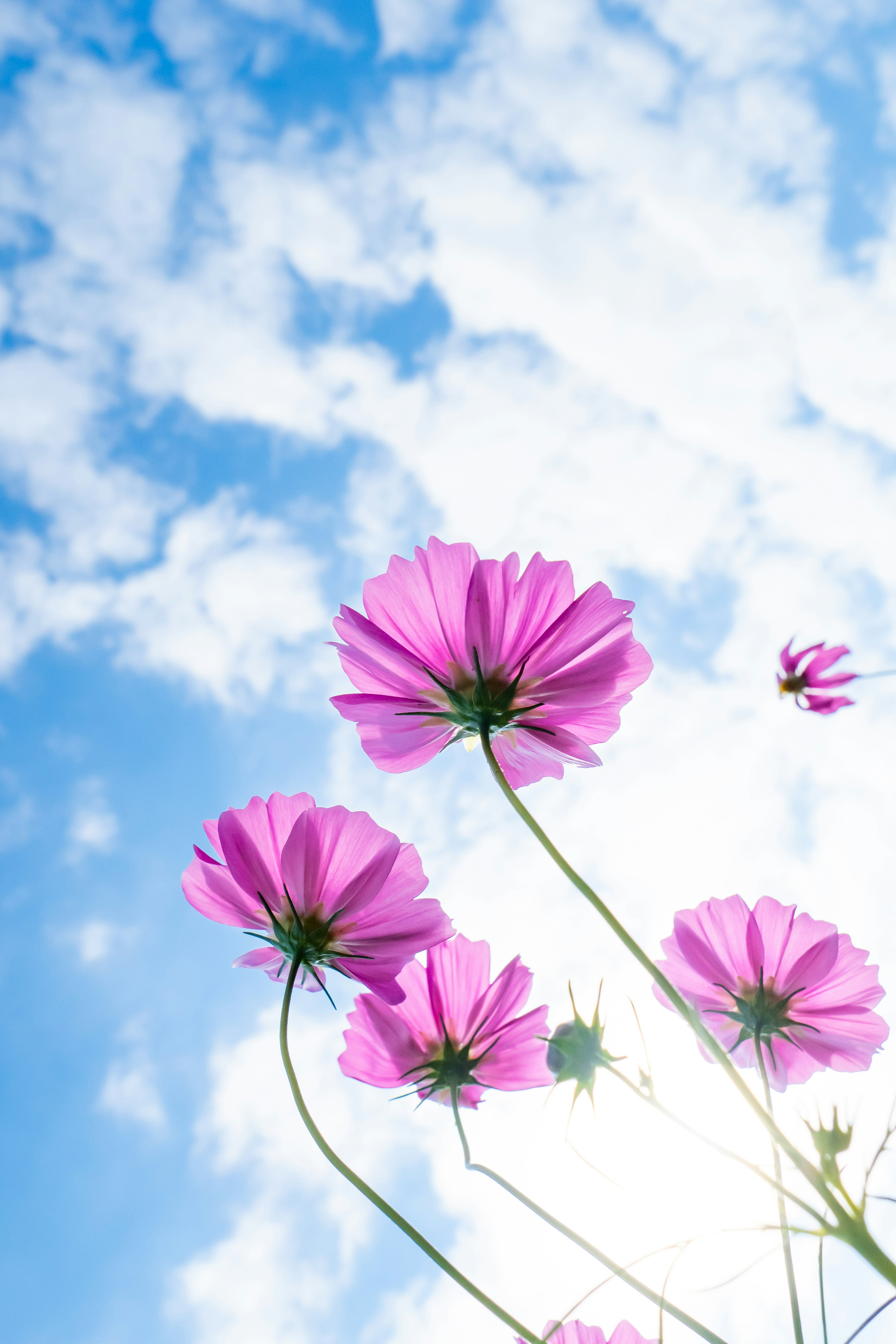 Foto bunga pink mekar di bawah langit biru