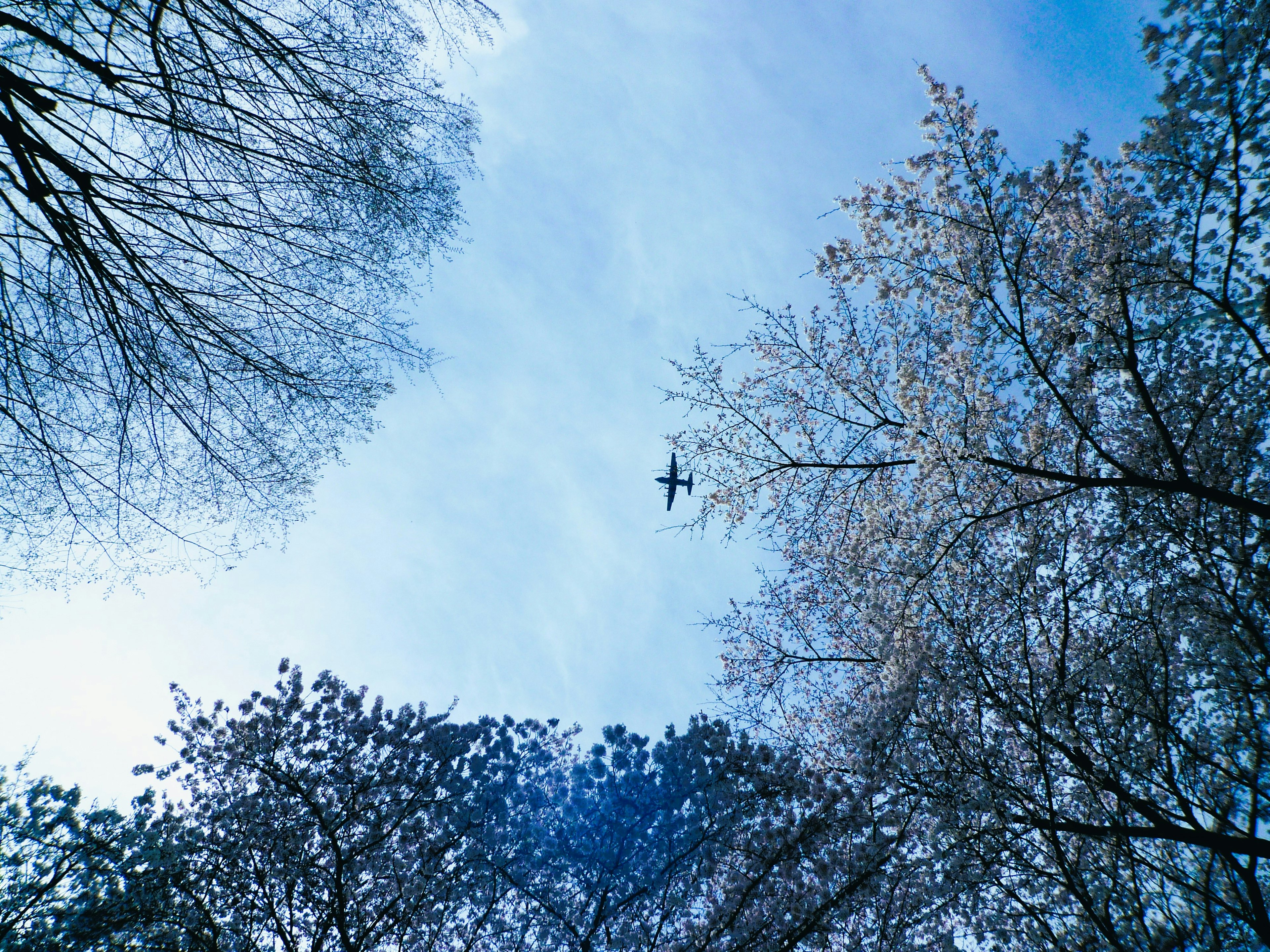 Vue d'un avion volant à travers des arbres contre un ciel bleu