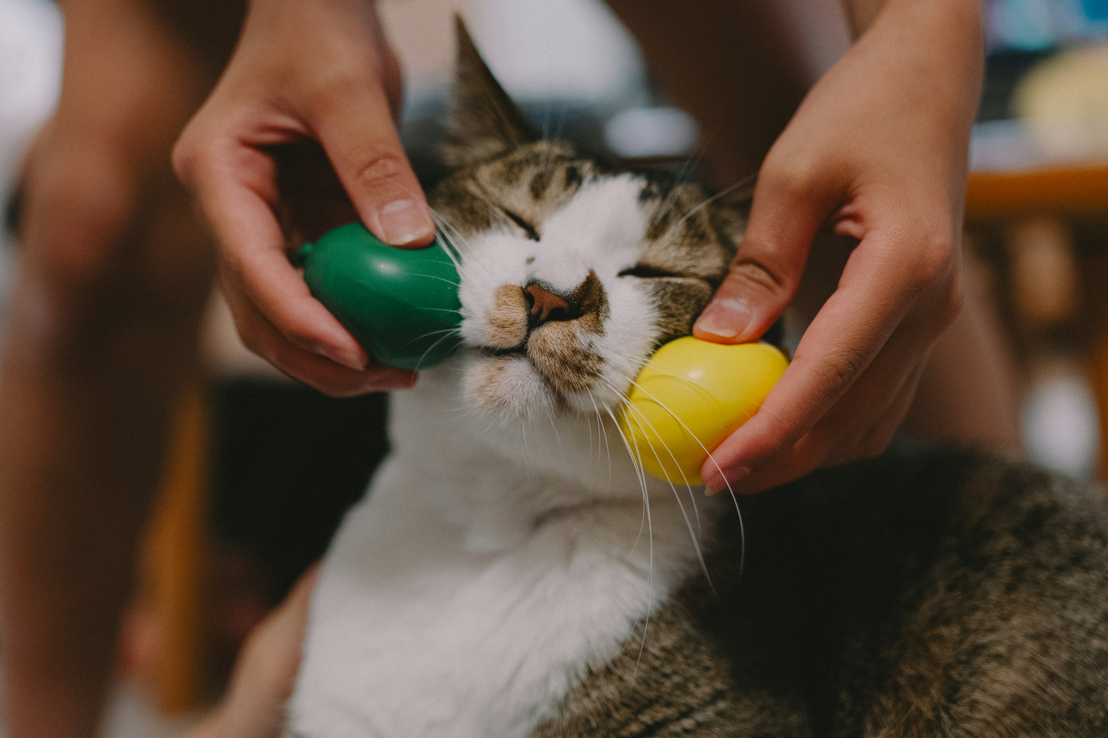 猫が手で持たれた緑と黄色のボールの間で顔を押しつけられている