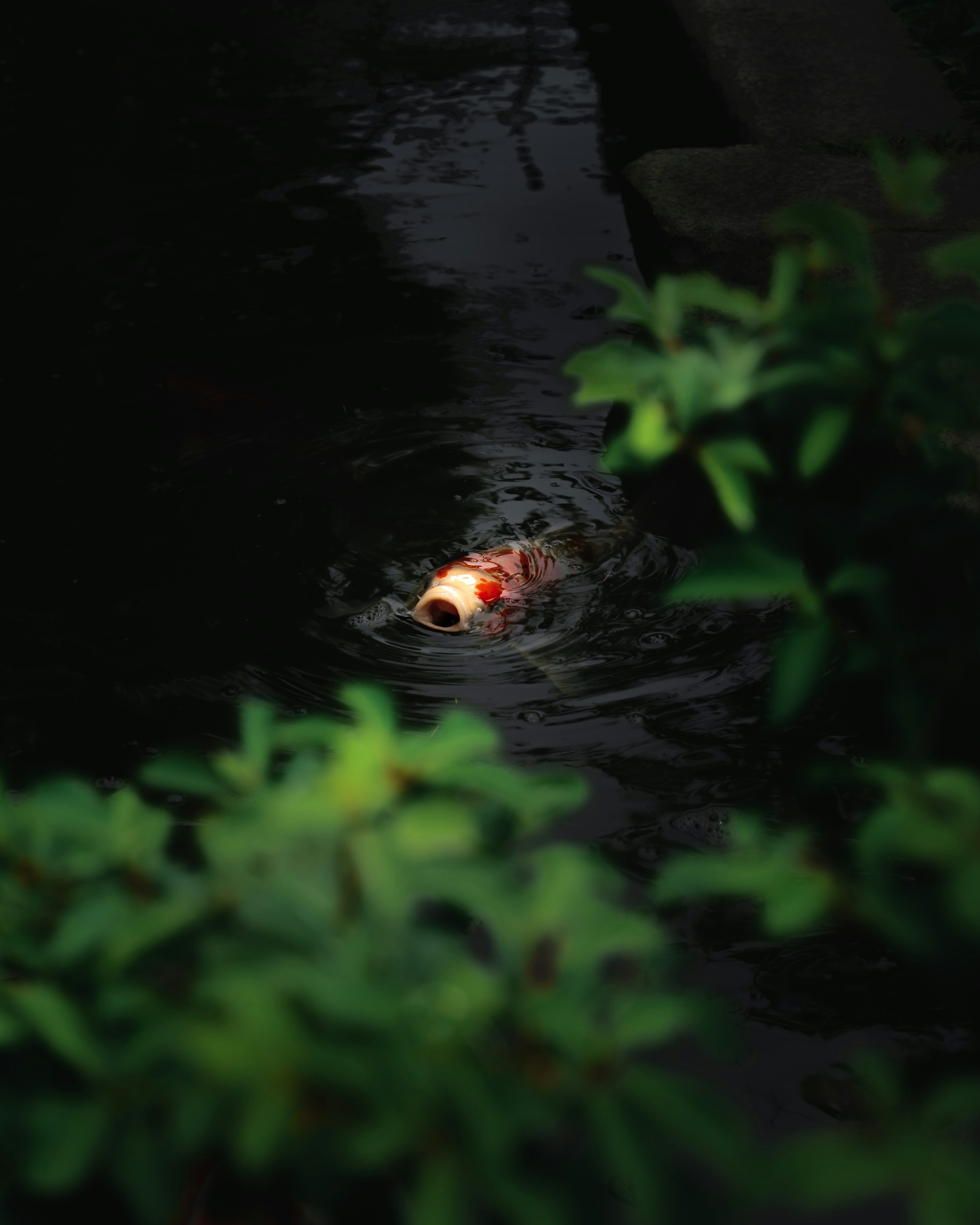 Koi-Fisch schwimmt in dunklem Wasser umgeben von üppigem grünem Laub