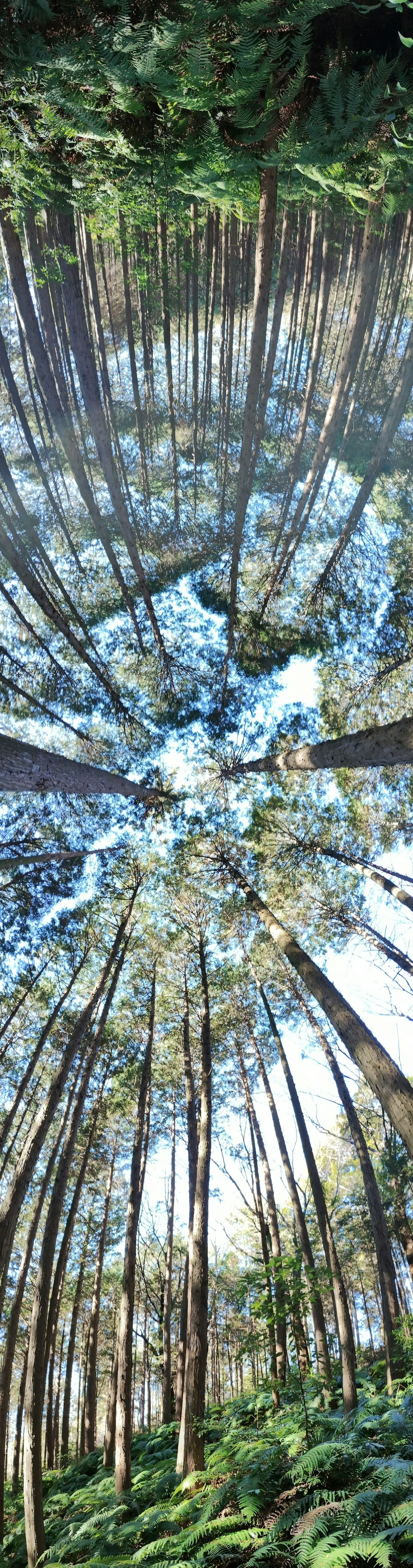 Pemandangan langit dari dalam hutan Pohon tinggi menjulang ke langit biru