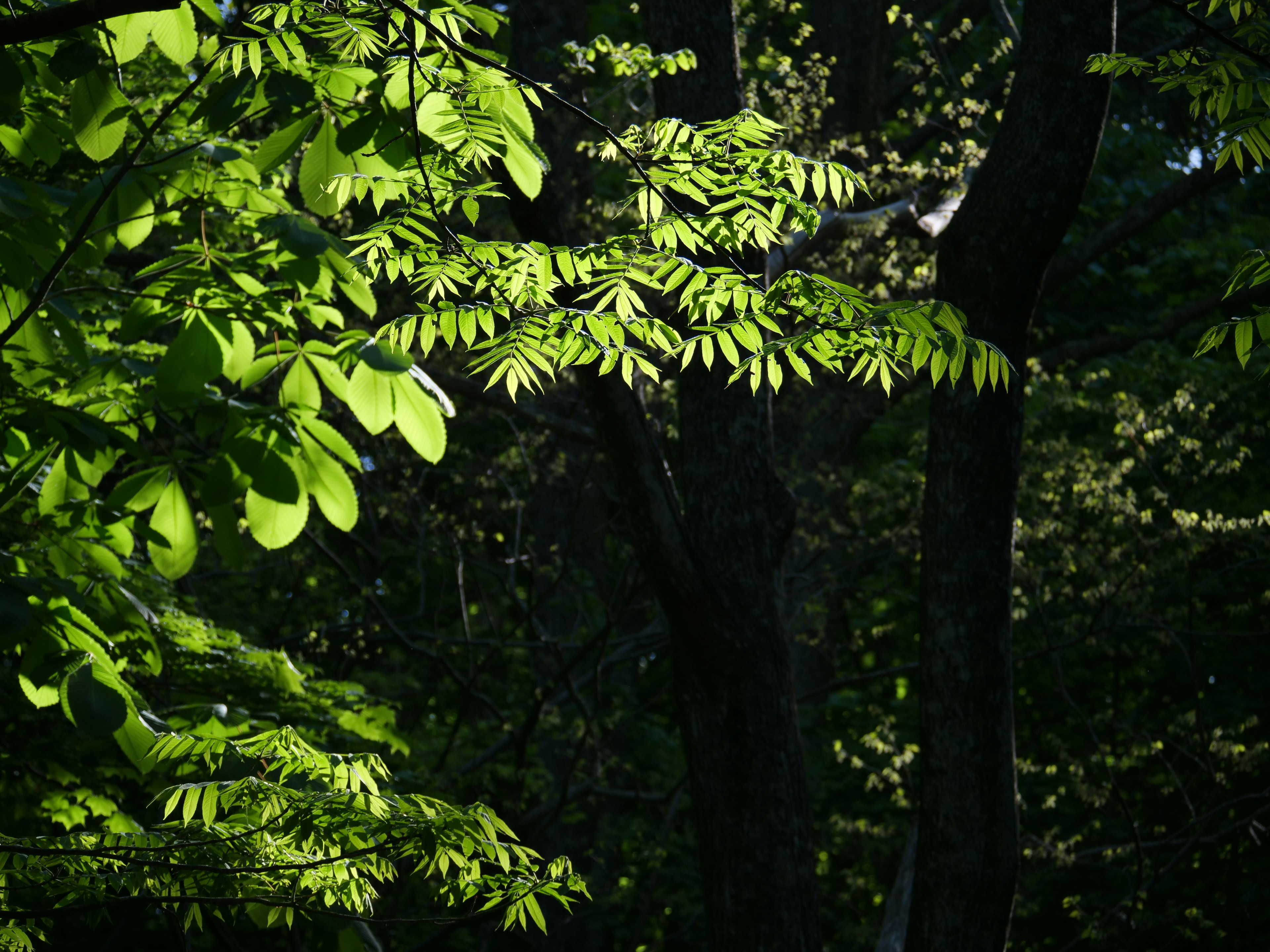 Luz del sol filtrándose a través de hojas verdes exuberantes en un bosque