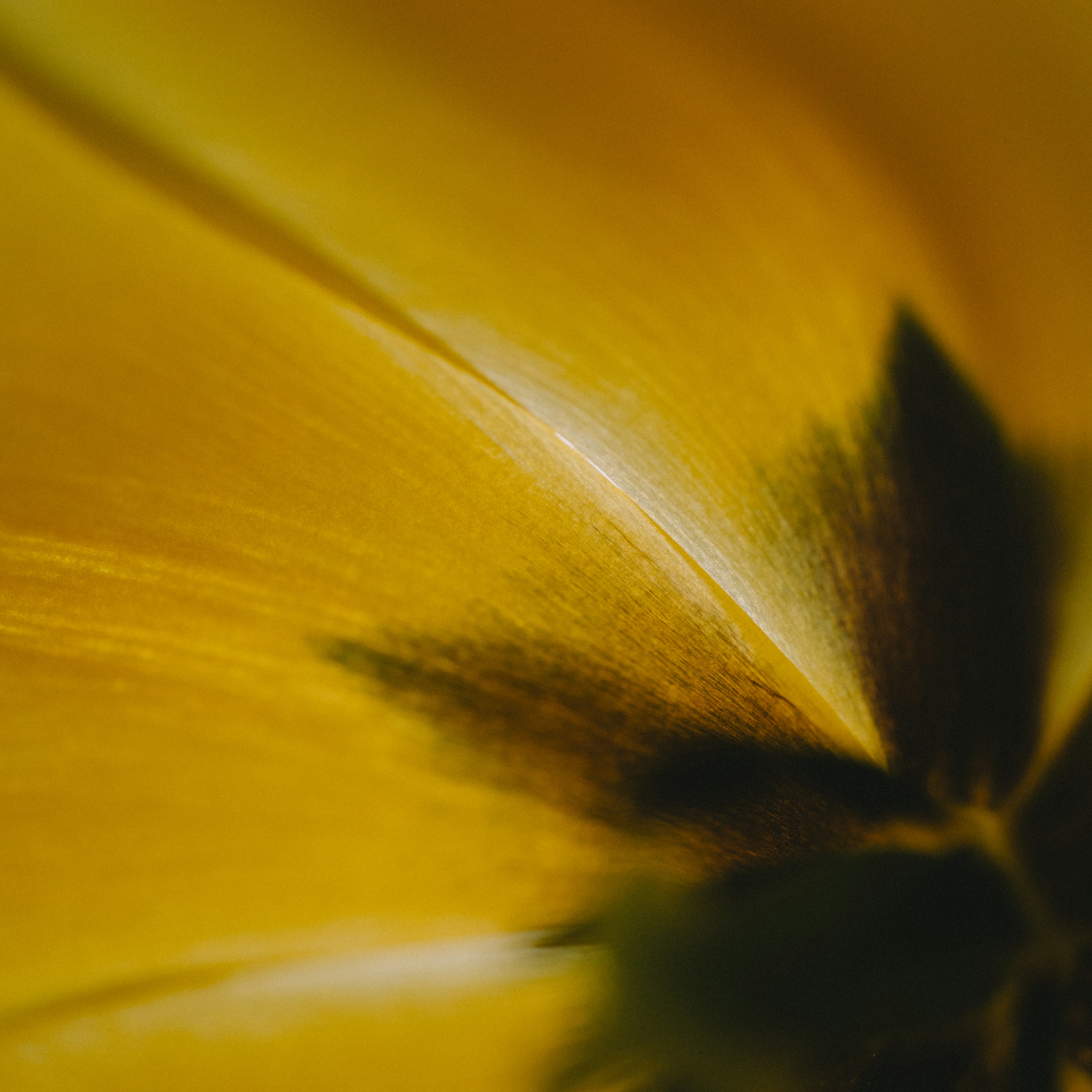 Close-up dari petal bunga kuning menunjukkan tekstur halus dan bayangan