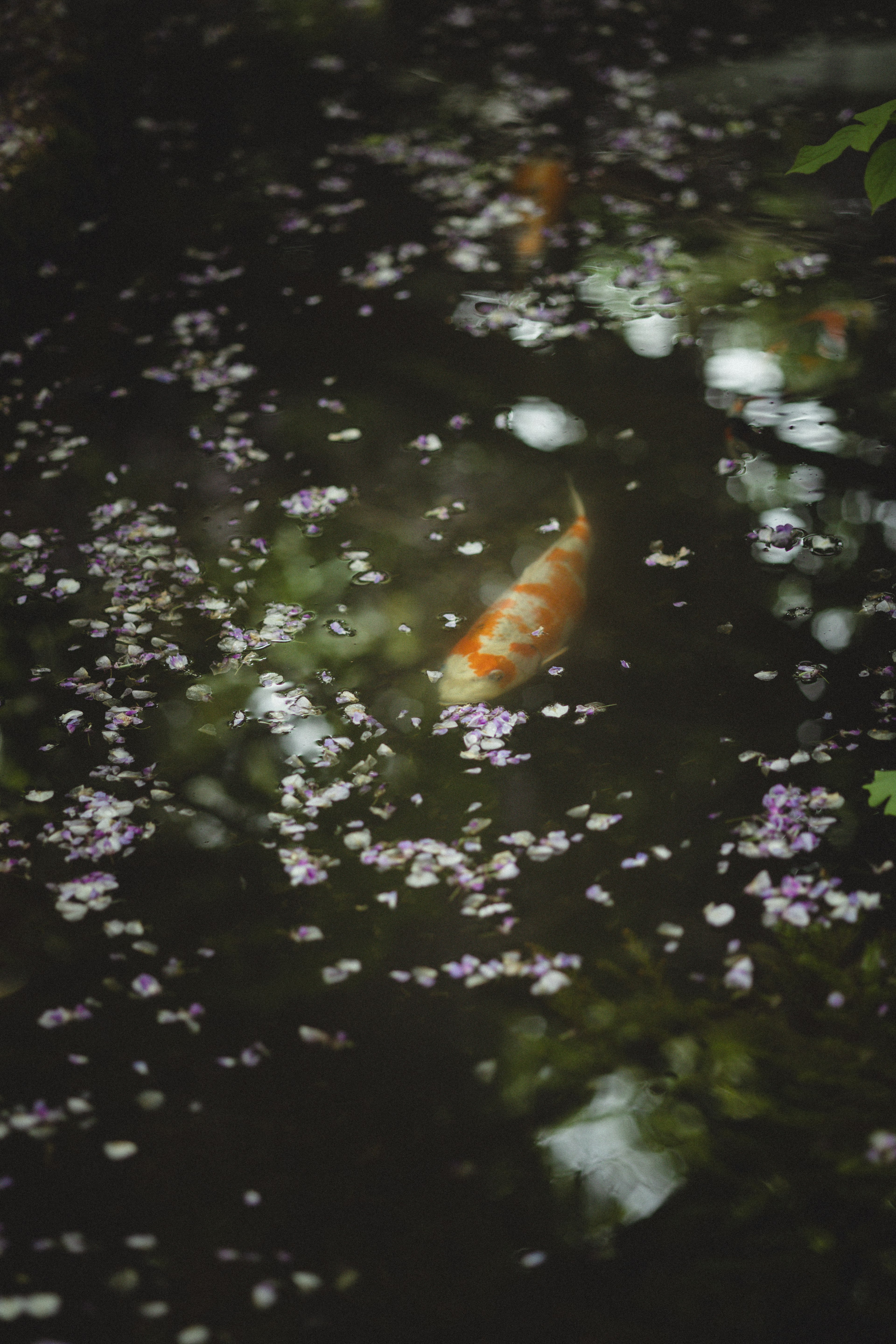 A tranquil pond scene featuring floating petals and a goldfish