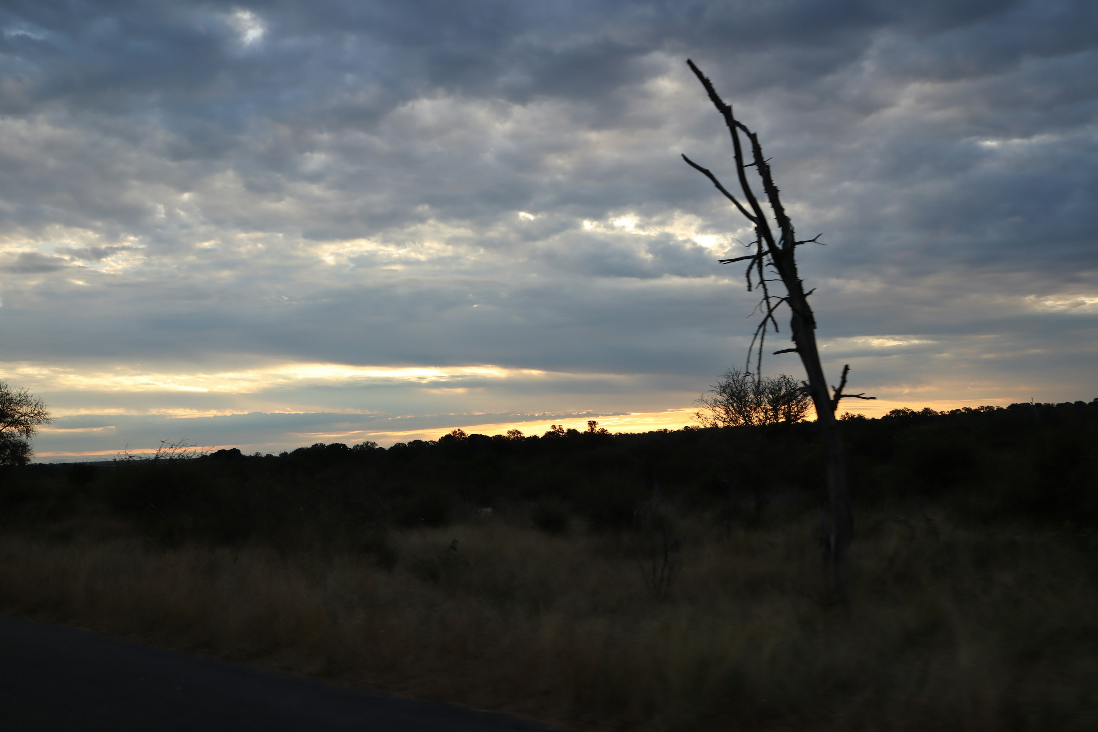 夕暮れ時の乾燥した風景に立つ枯れ木と空の雲