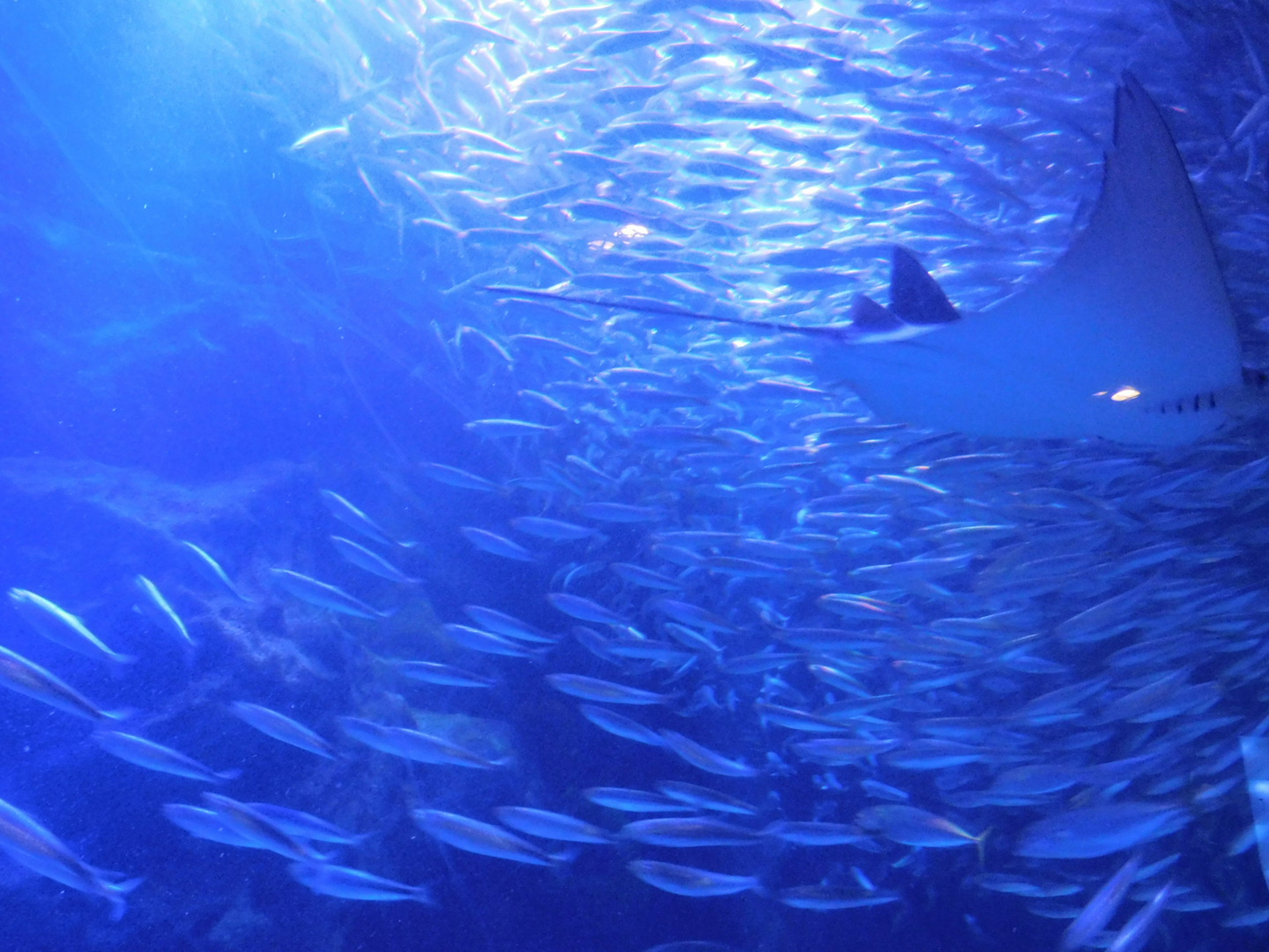 Una raya nadando entre un banco de peces en agua azul