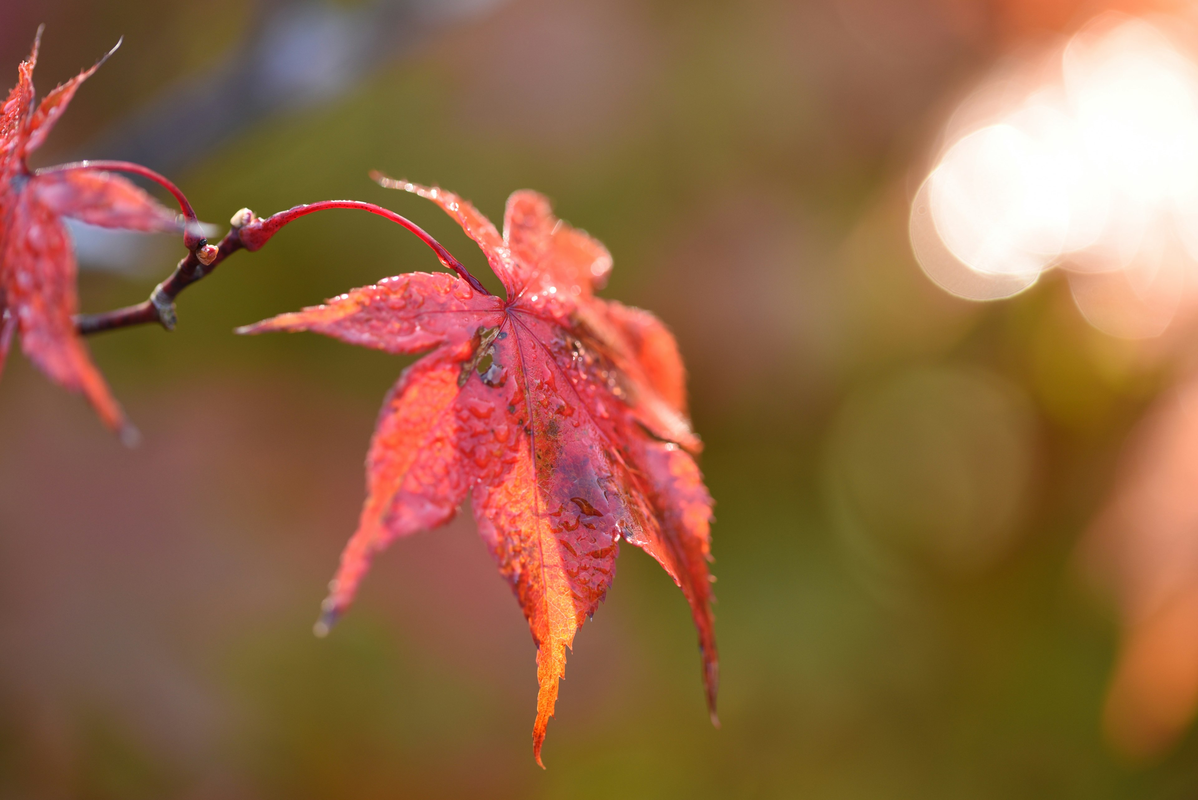 Foglie di acero rosse vivaci che brillano su uno sfondo autunnale sfocato