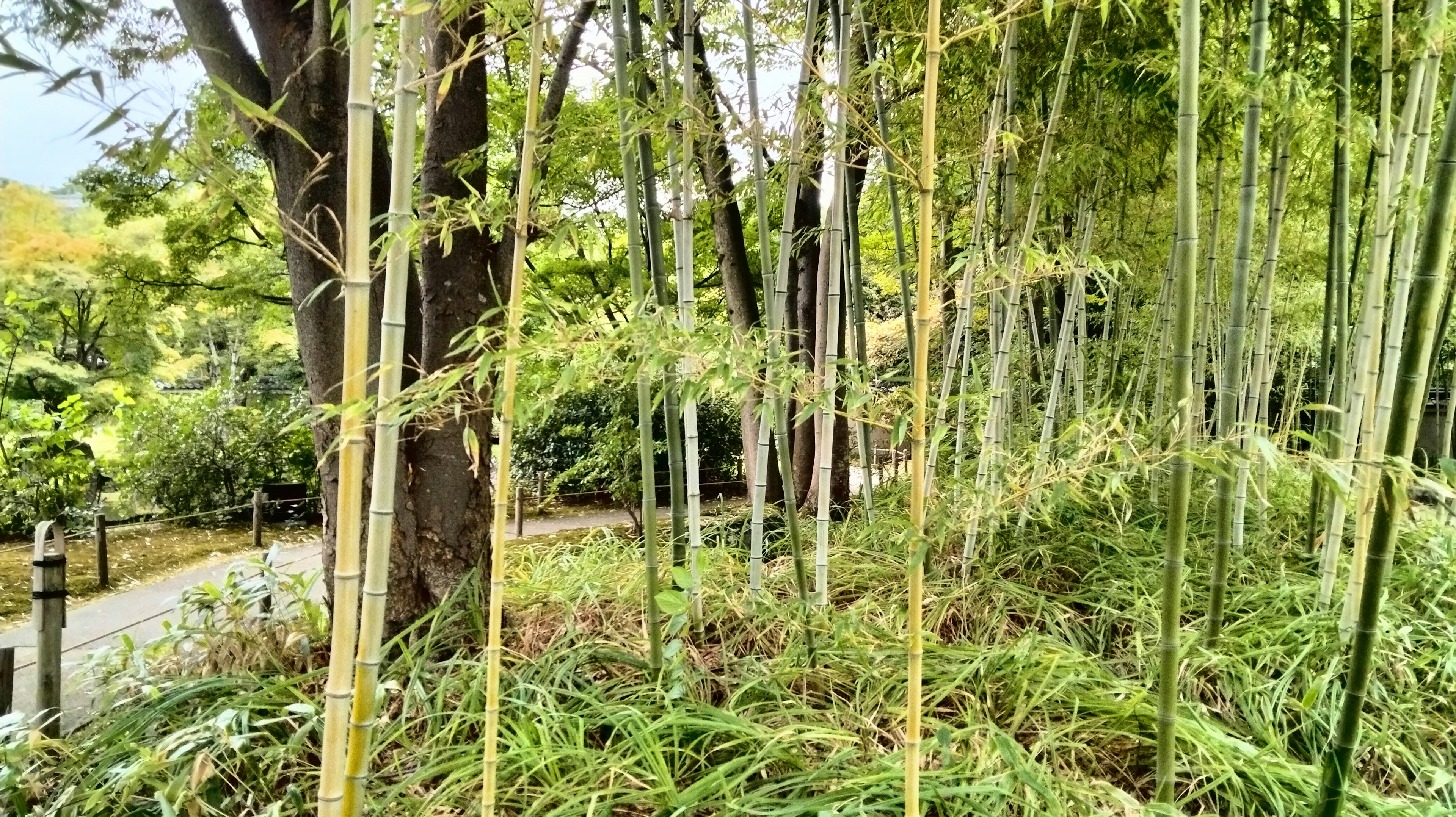 宁静的竹林，背景中有郁郁葱葱的绿色植物