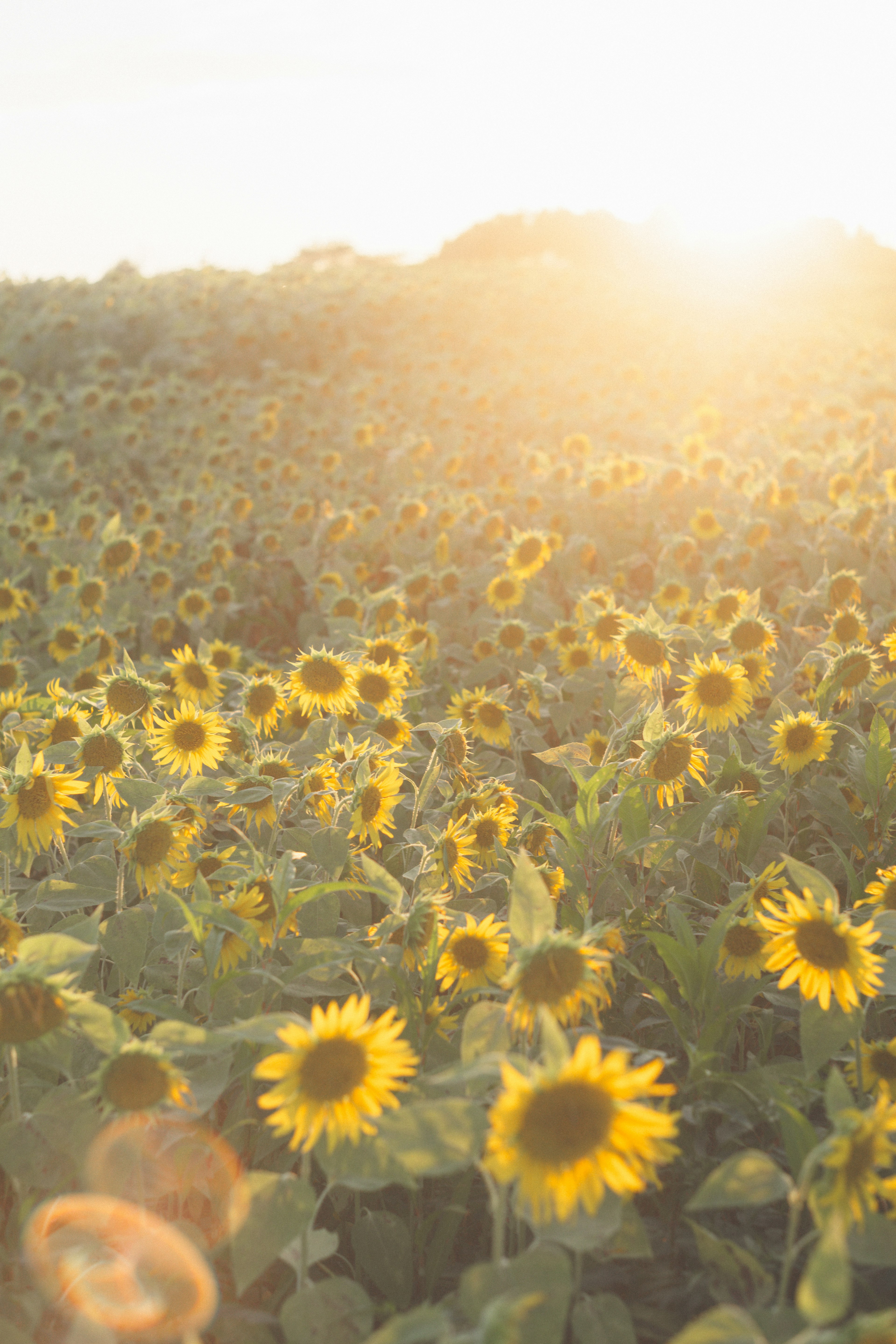 Ein Sonnenblumenfeld blüht unter strahlender Sonne