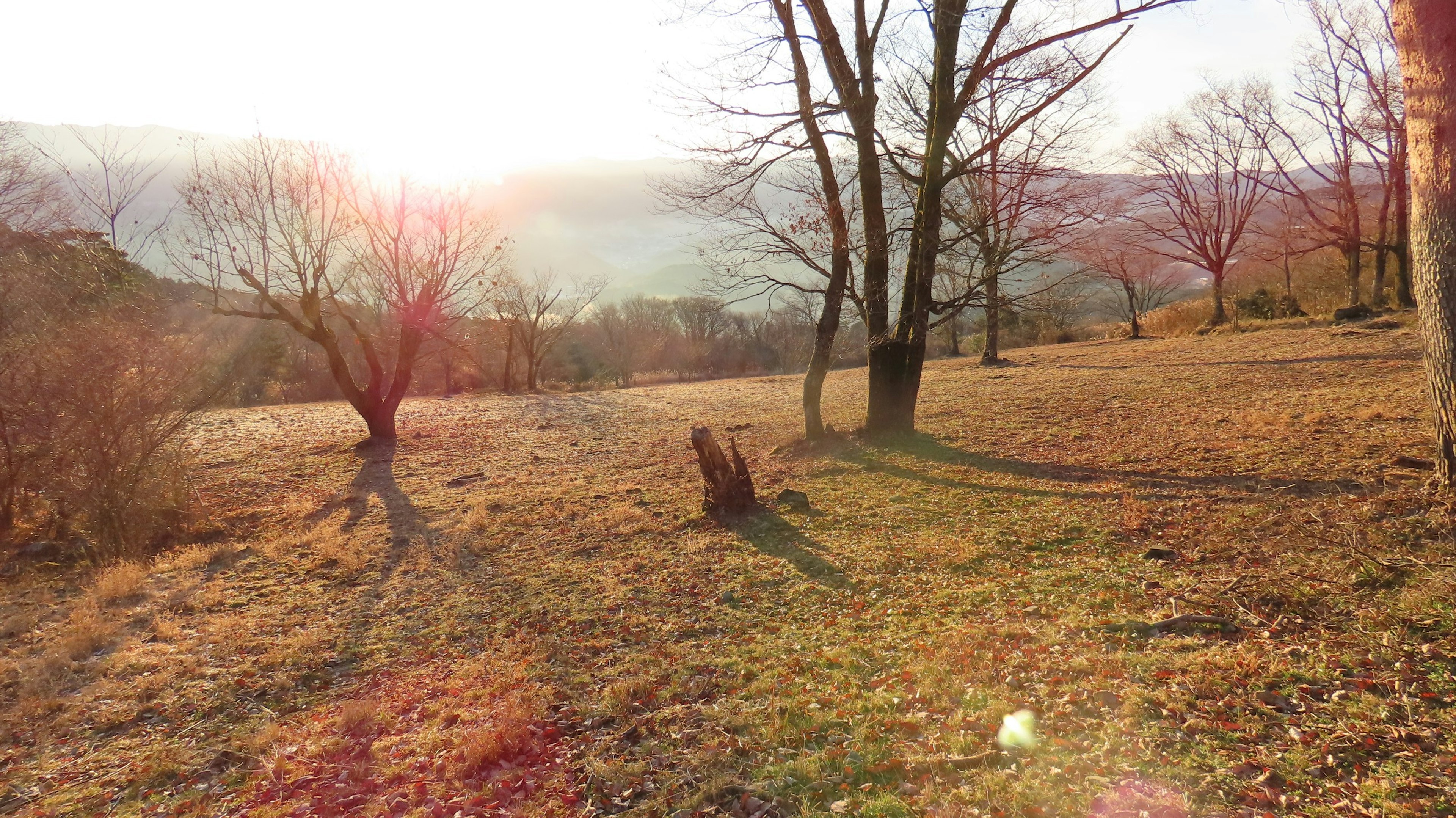 夕日が差し込む穏やかな風景の中に、木々と草地が広がる