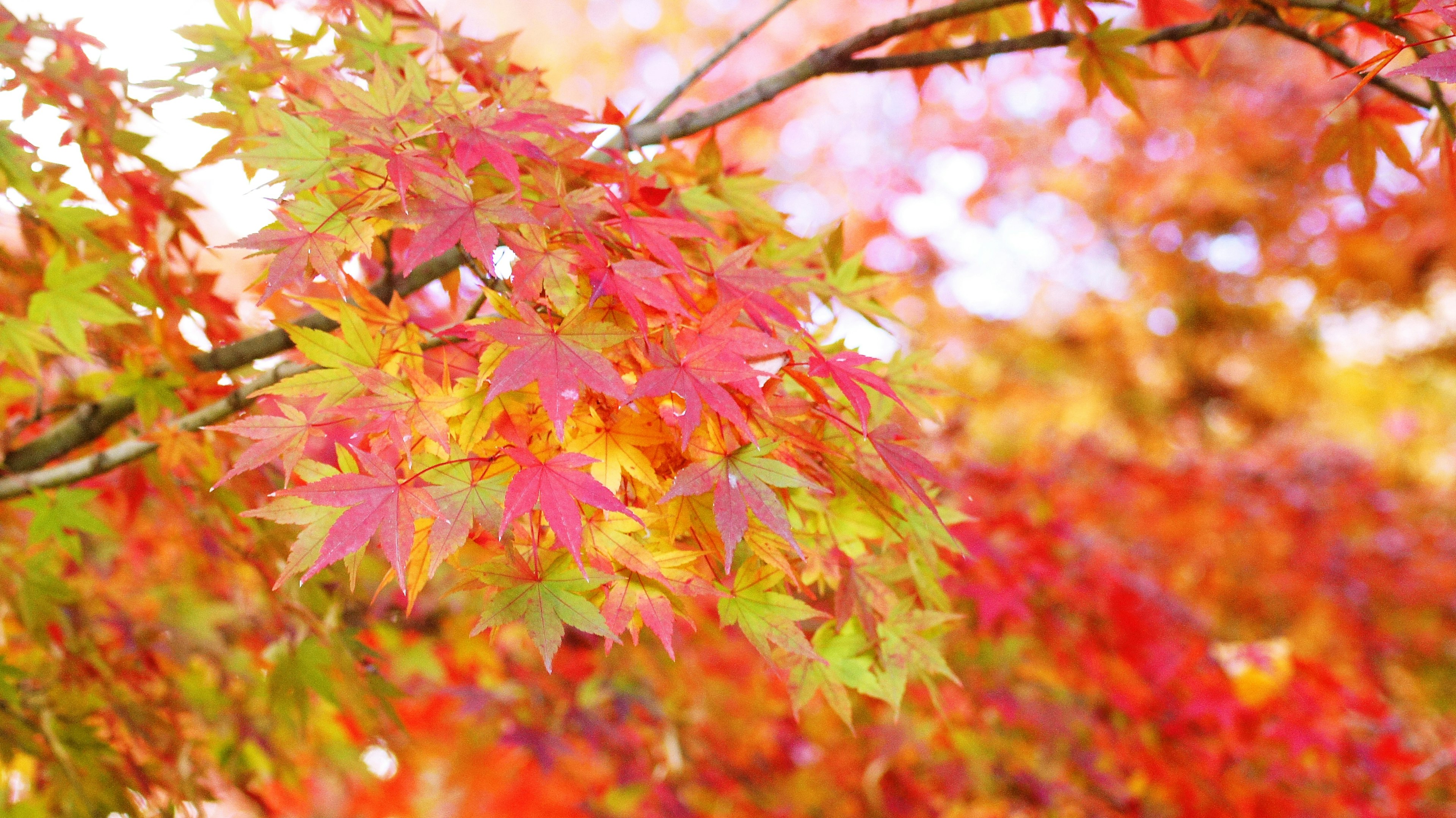 色とりどりの紅葉したカエデの葉が茂る風景