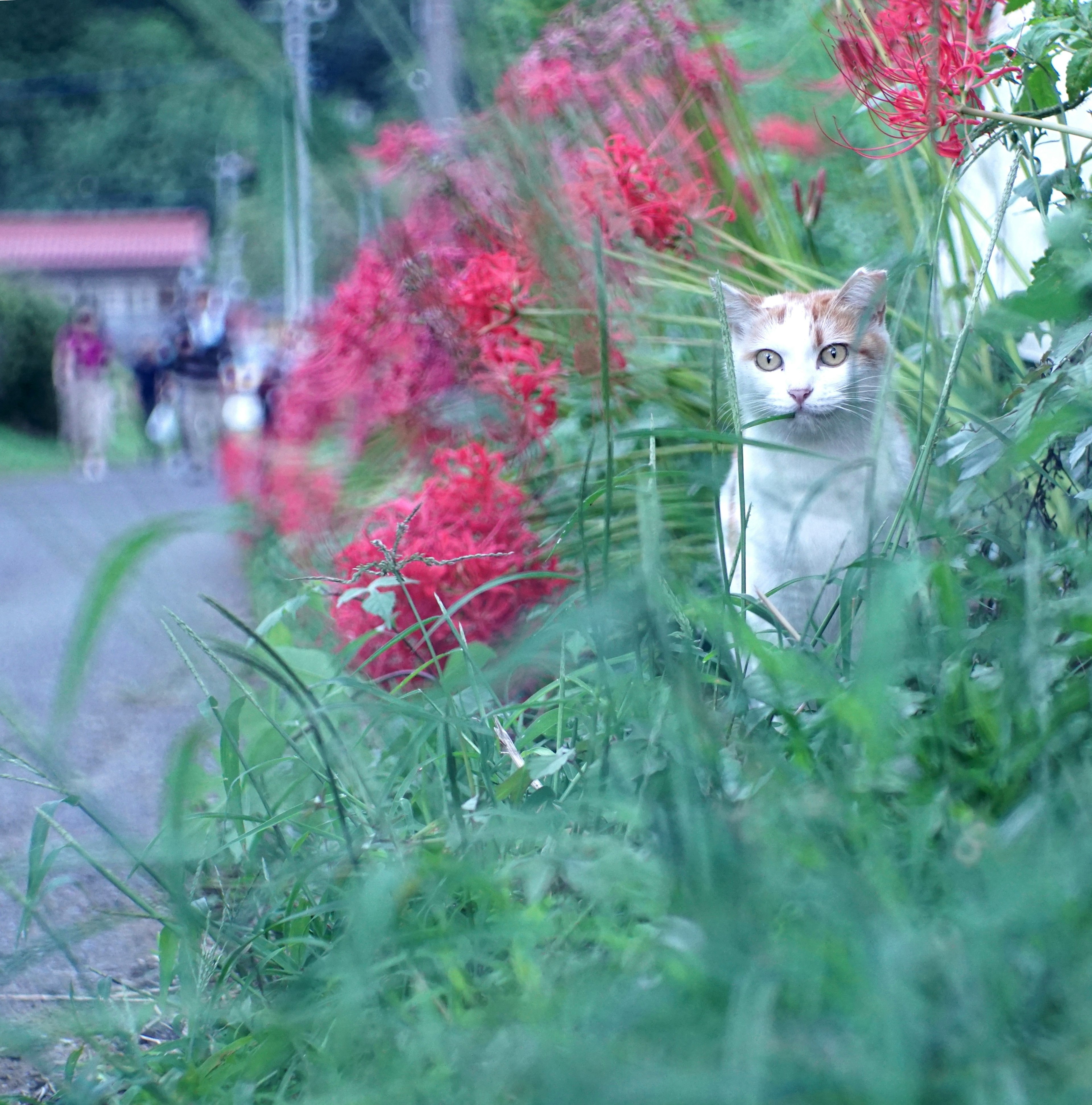 白い猫が赤い花の前に立っている緑の風景