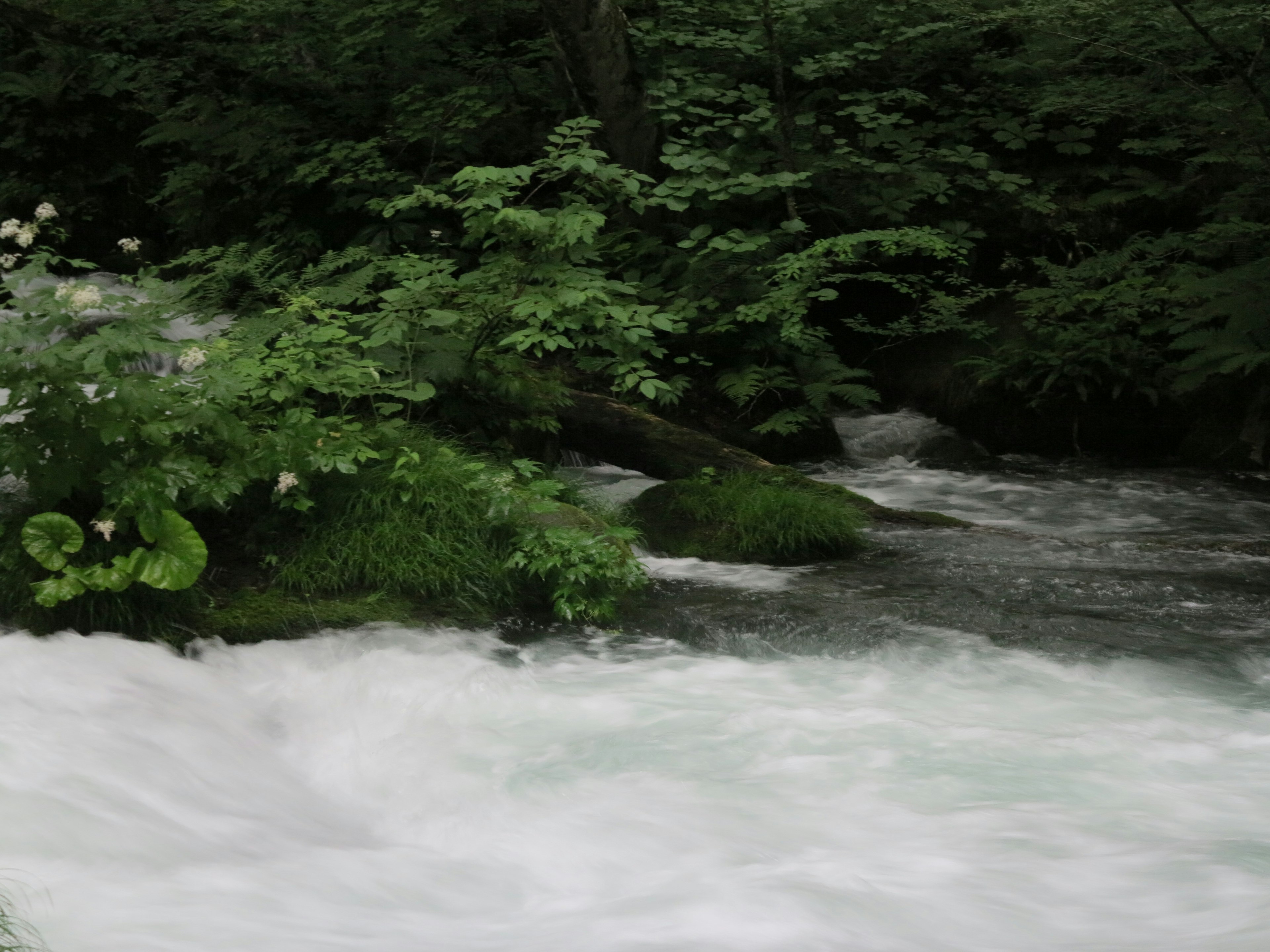 A flowing river surrounded by lush green trees