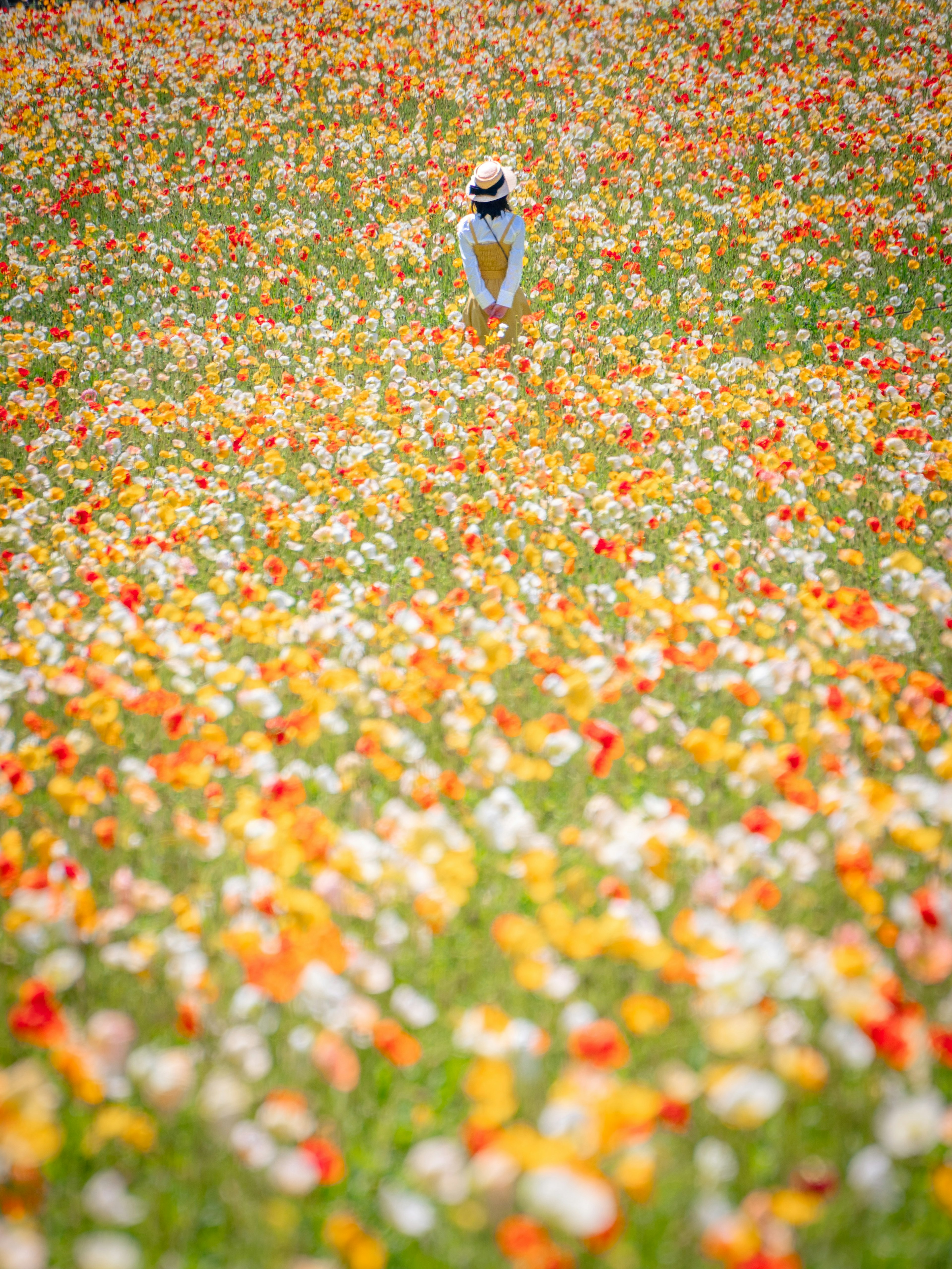 บุคคลเดินผ่านทุ่งดอกไม้ที่มีสีสันสวยงาม