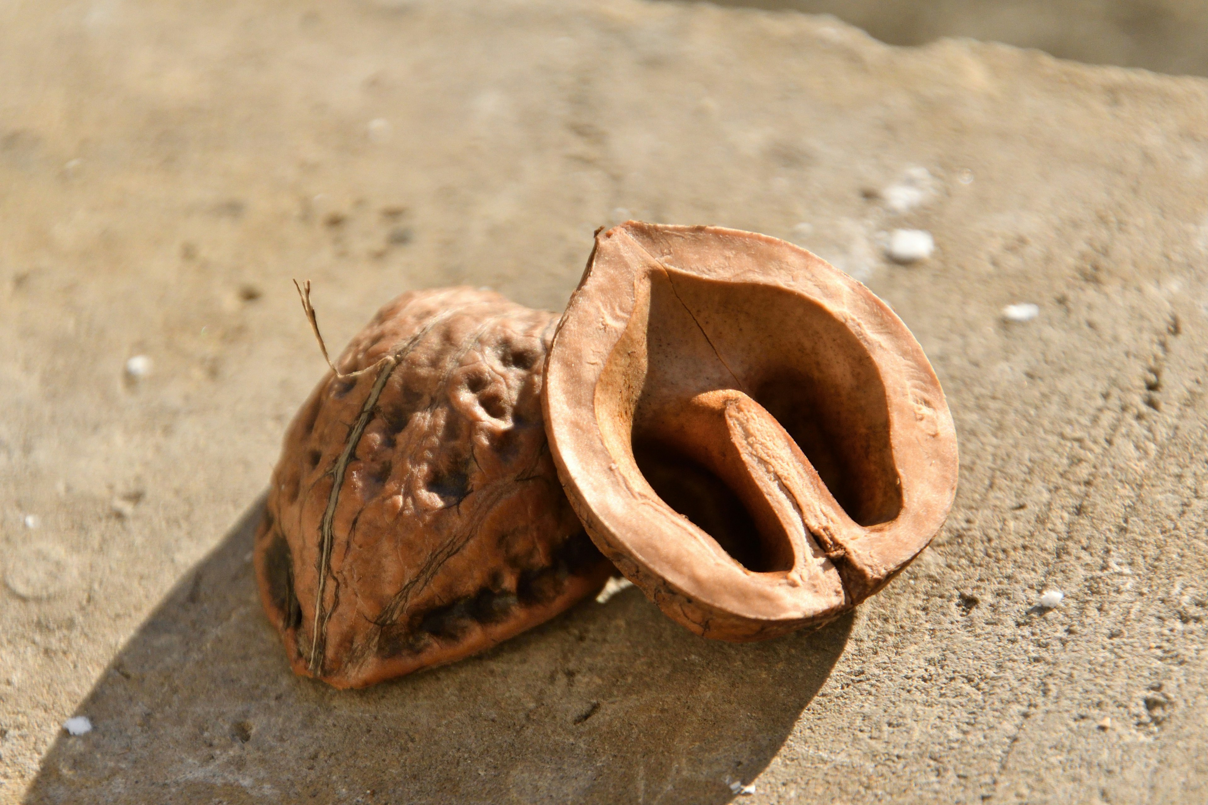 Cracked walnut shell resting on a surface