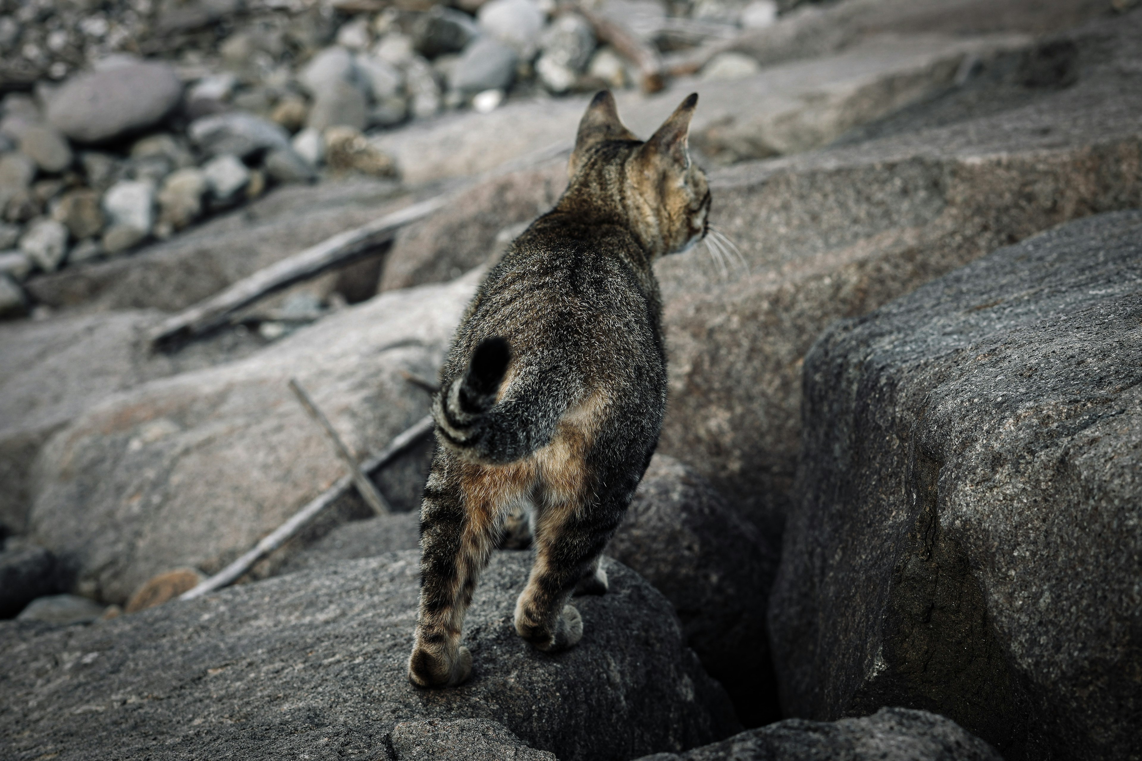 A stray cat walking on rocks from behind