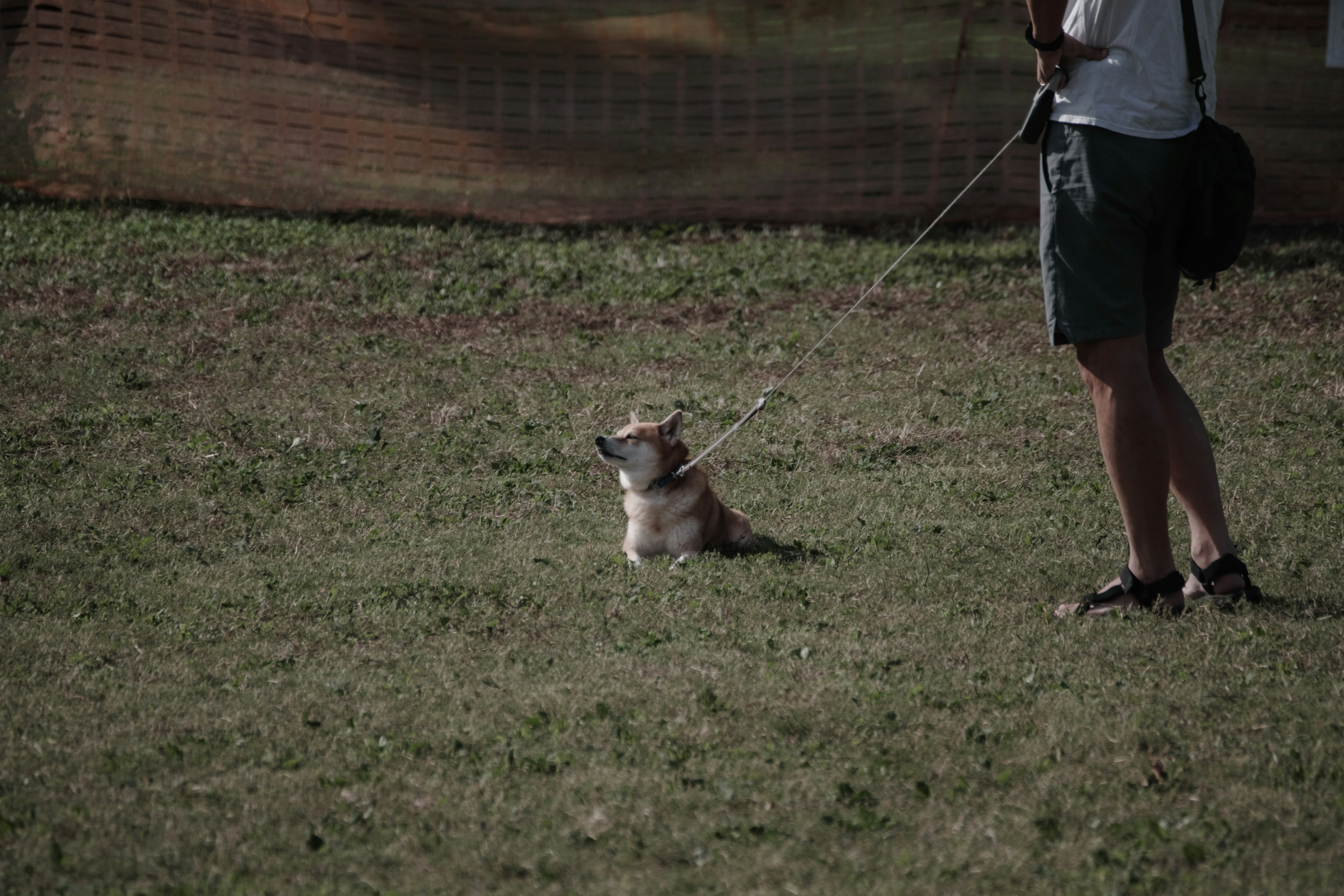 Anjing Corgi duduk di rumput dengan pemiliknya di dekatnya