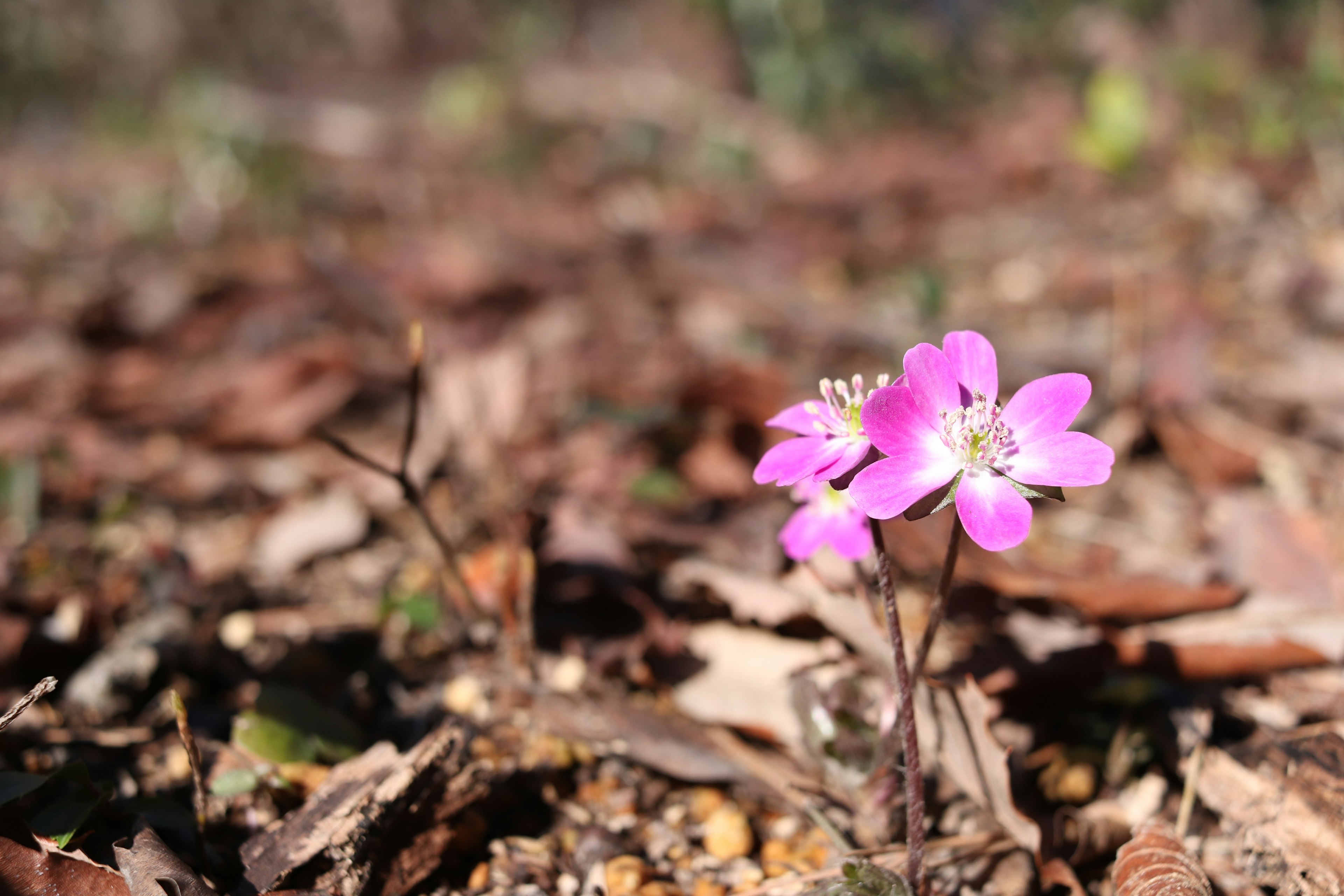 Pink flower blooming on the ground among fallen leaves