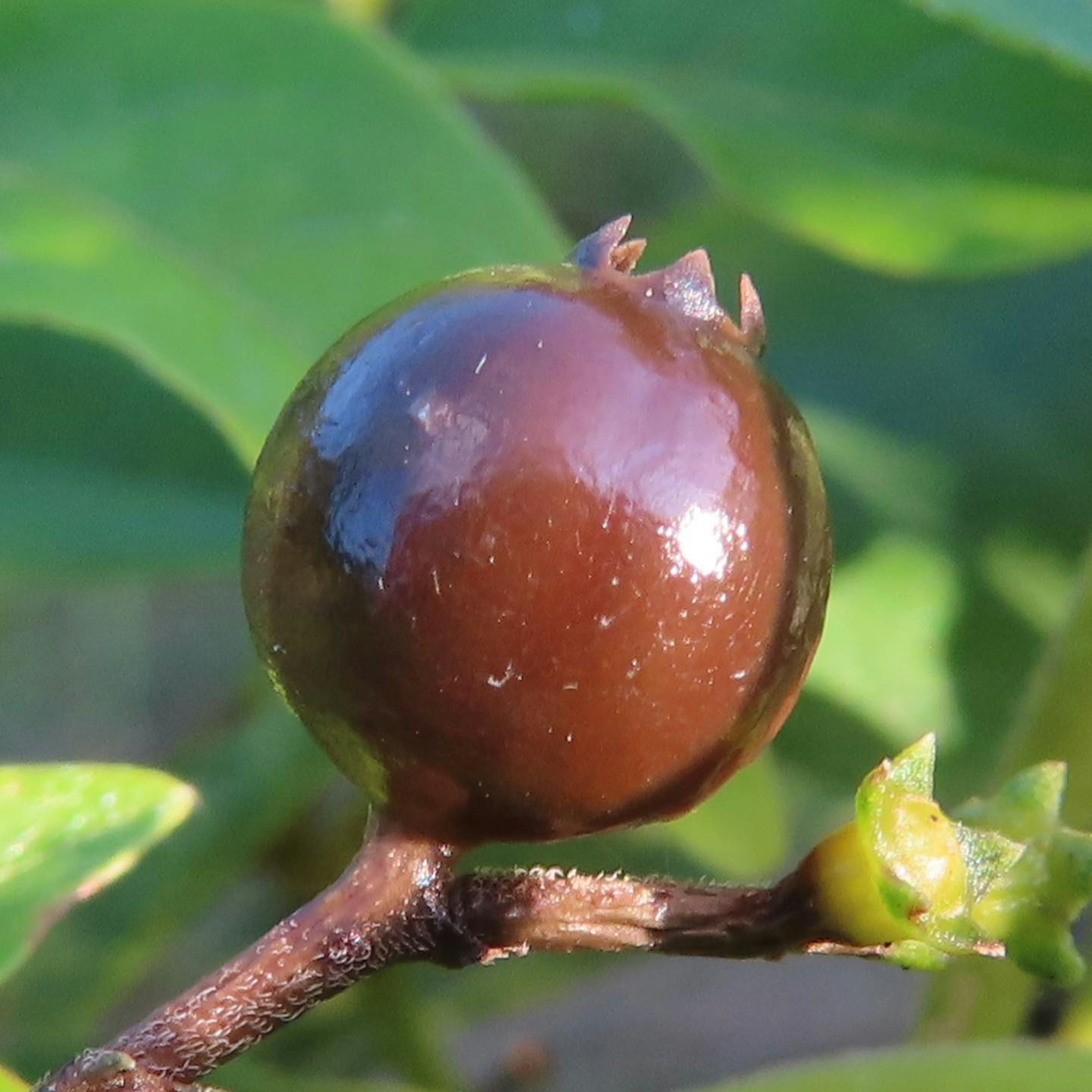 Close-up of a brown fruit among green leaves