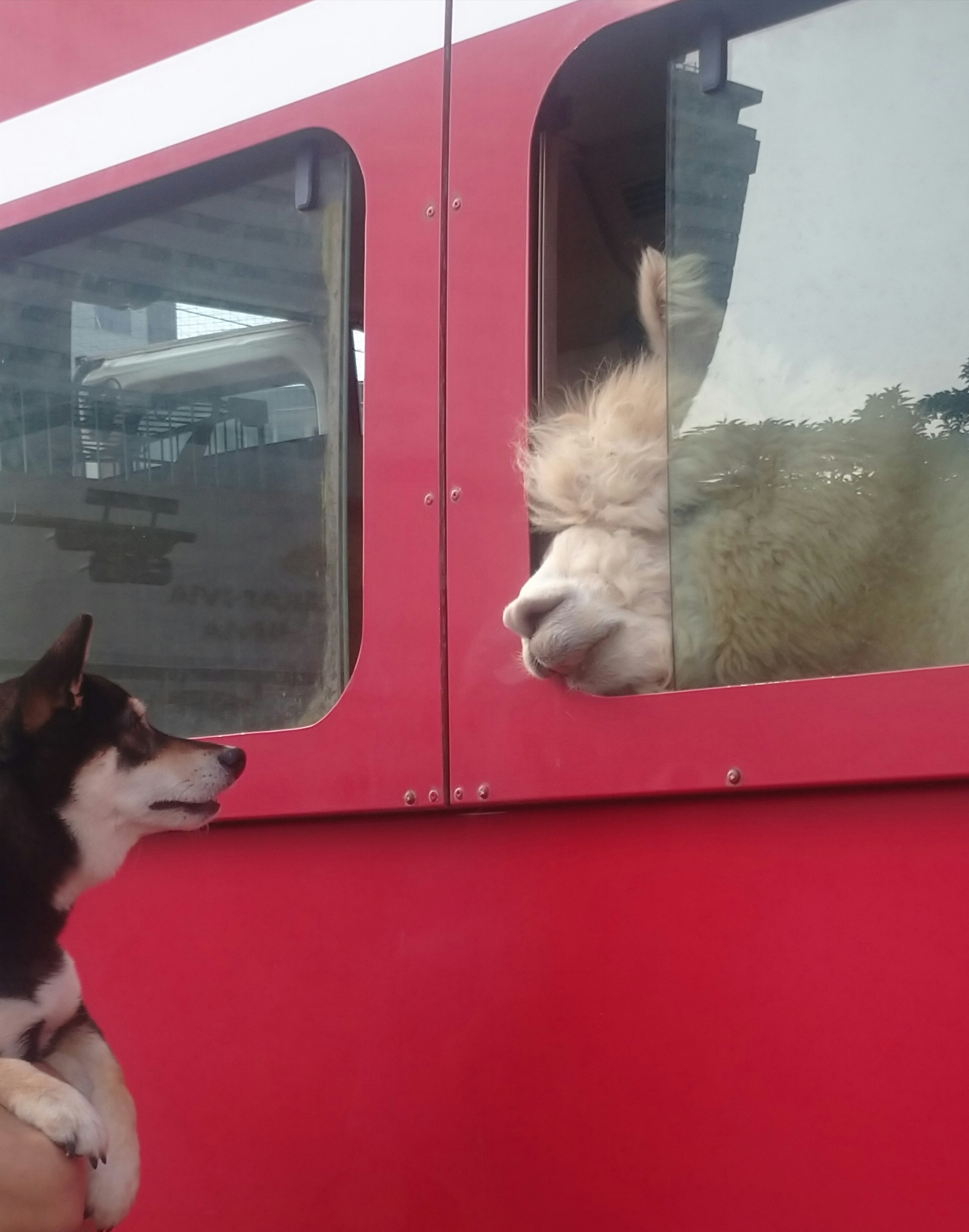 Un chien et un alpaga se regardent à travers une fenêtre de train rouge