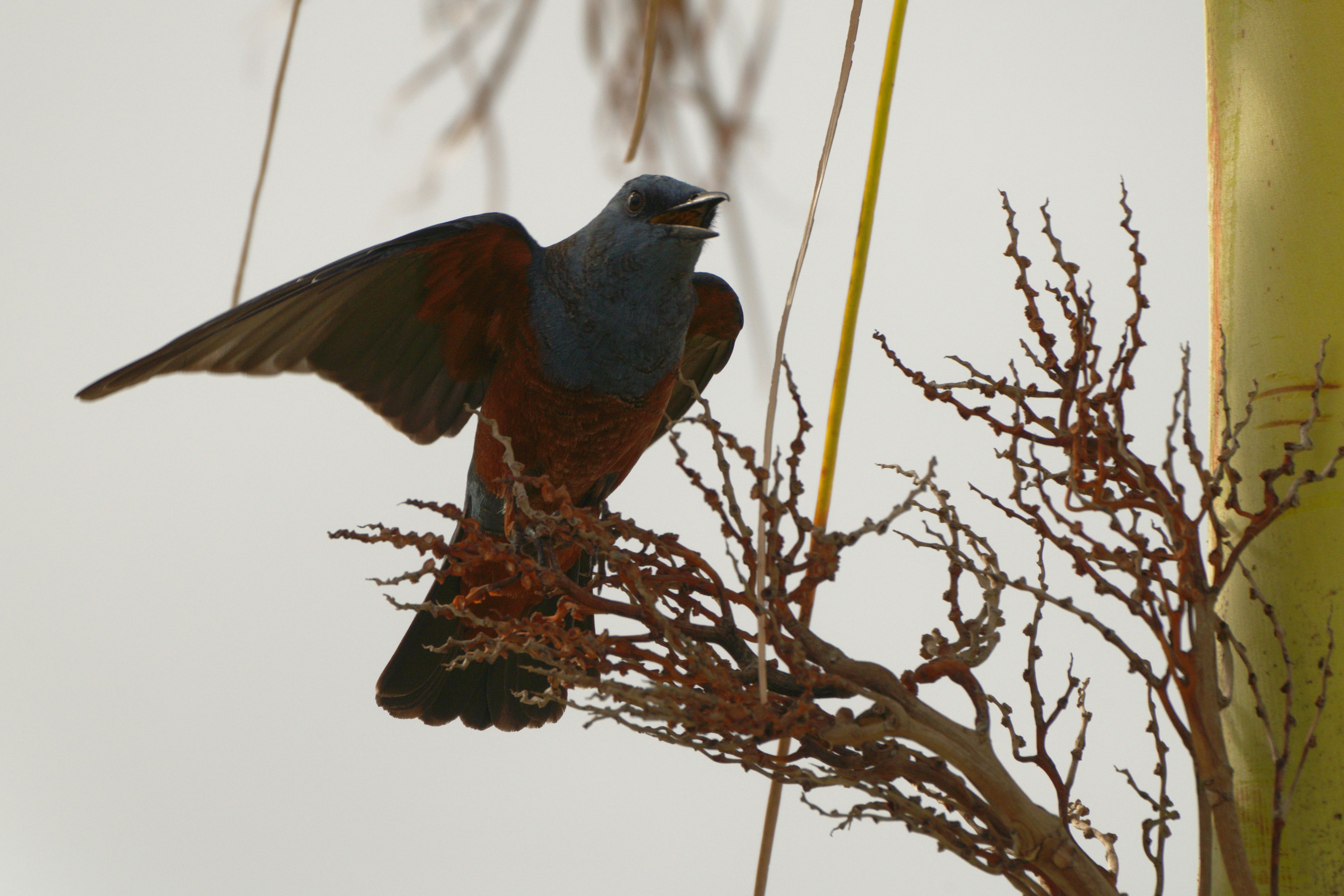 Ein blauer Vogel, der auf einem Ast sitzt