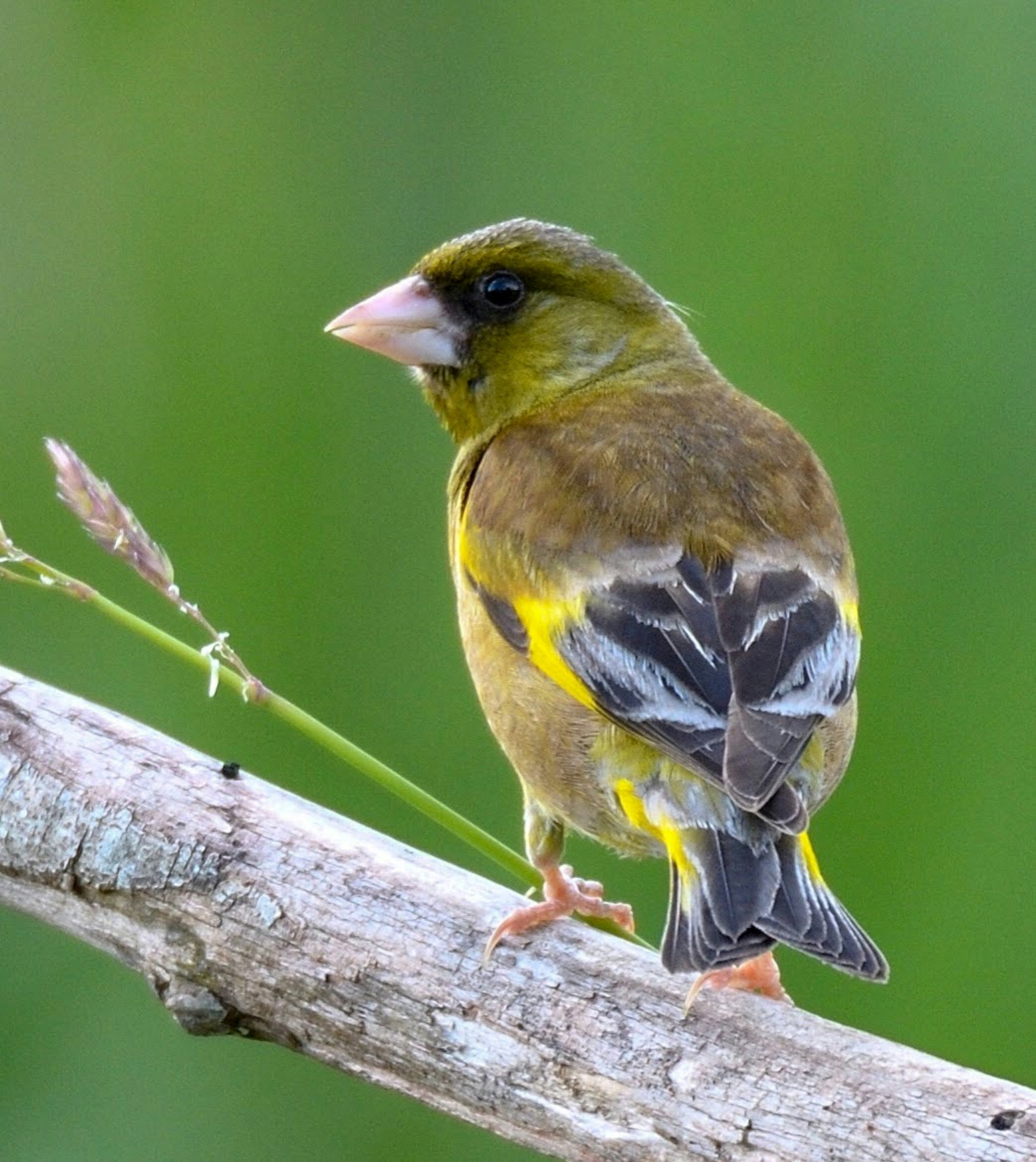 緑色の鳥が木の枝に止まっている様子