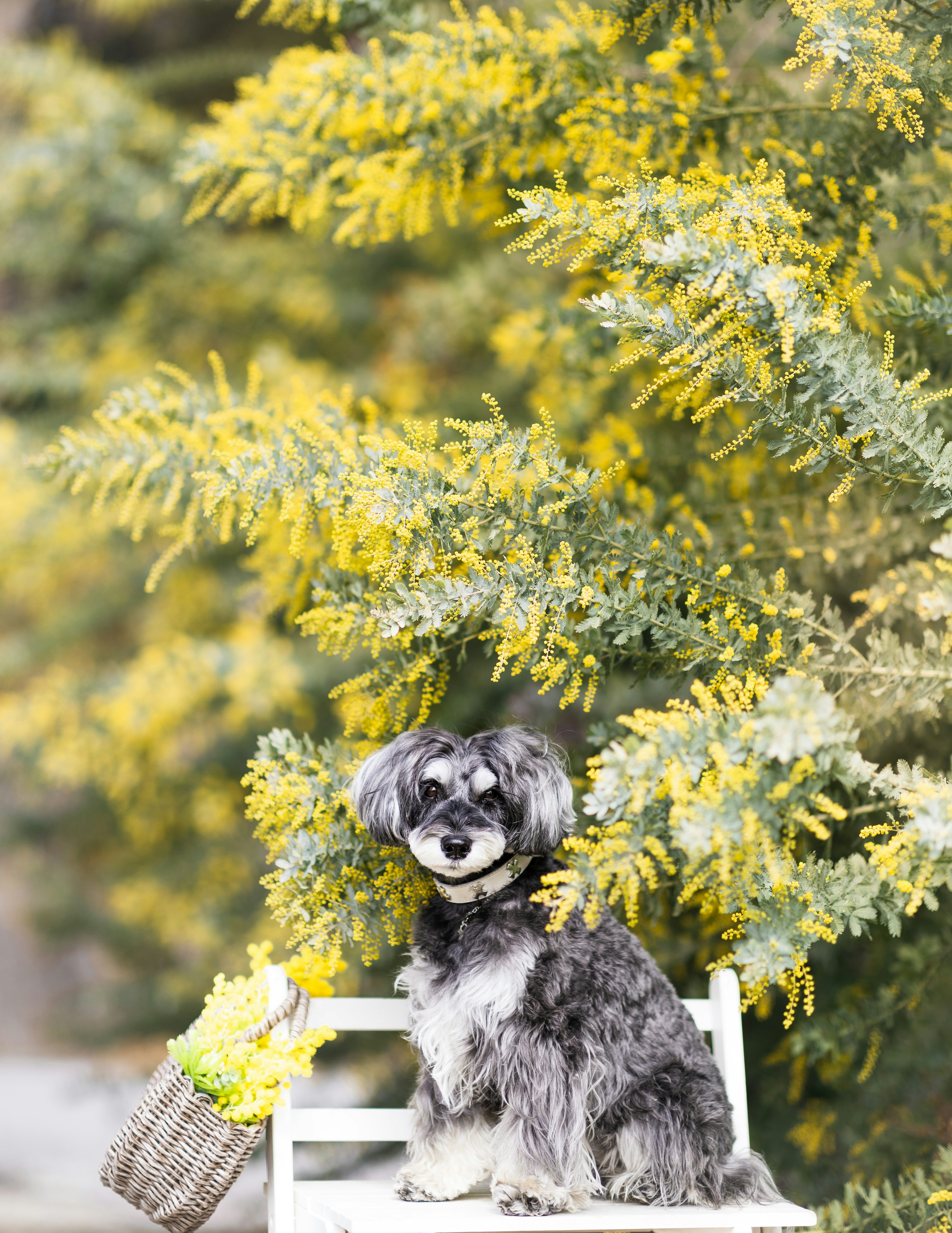 Perro pequeño sentado frente a un árbol con flores amarillas