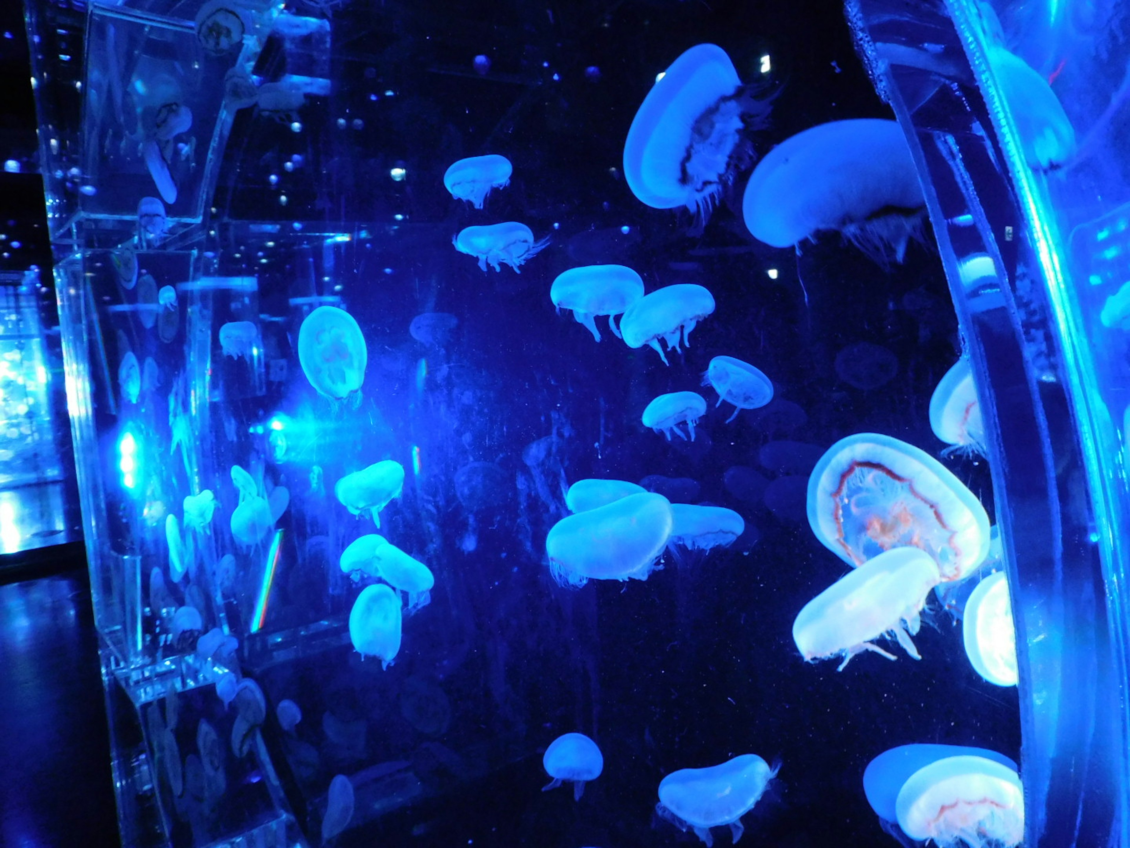 A group of jellyfish floating in a tank illuminated by blue light