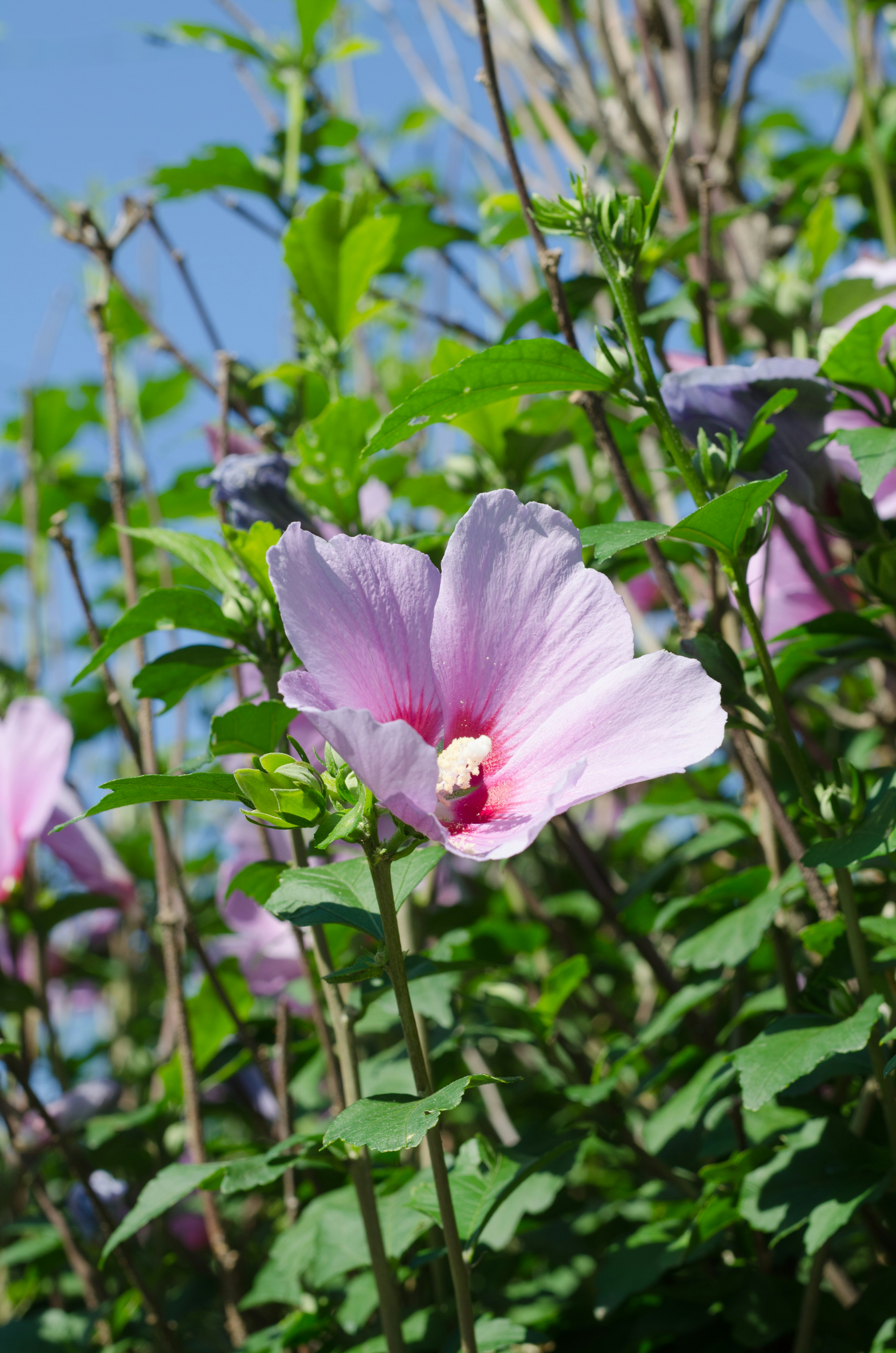 Hoa hibiscus hồng nhạt nở dưới bầu trời xanh