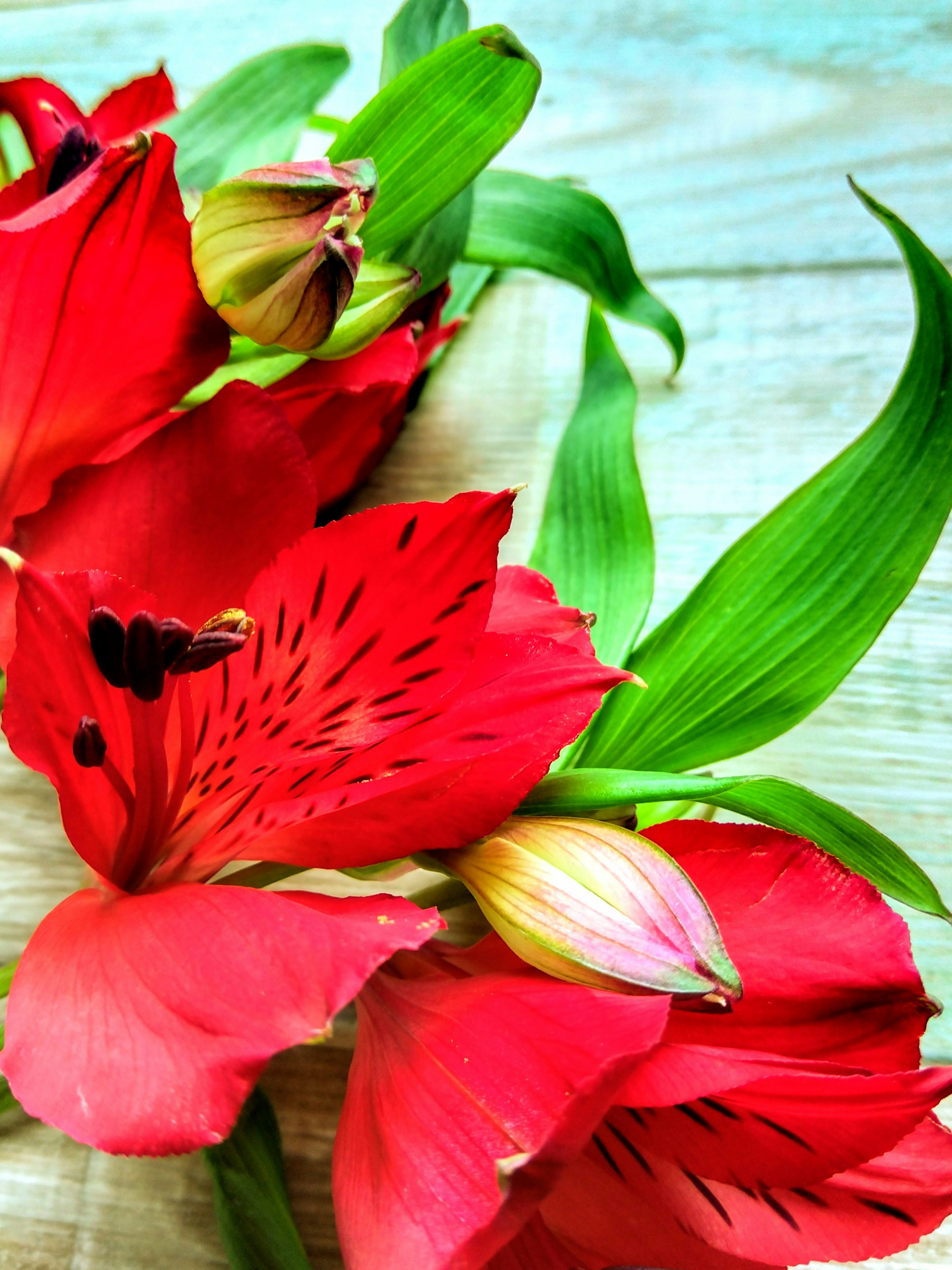 Bouquet di fiori di alstroemeria rossi vivaci con foglie verdi