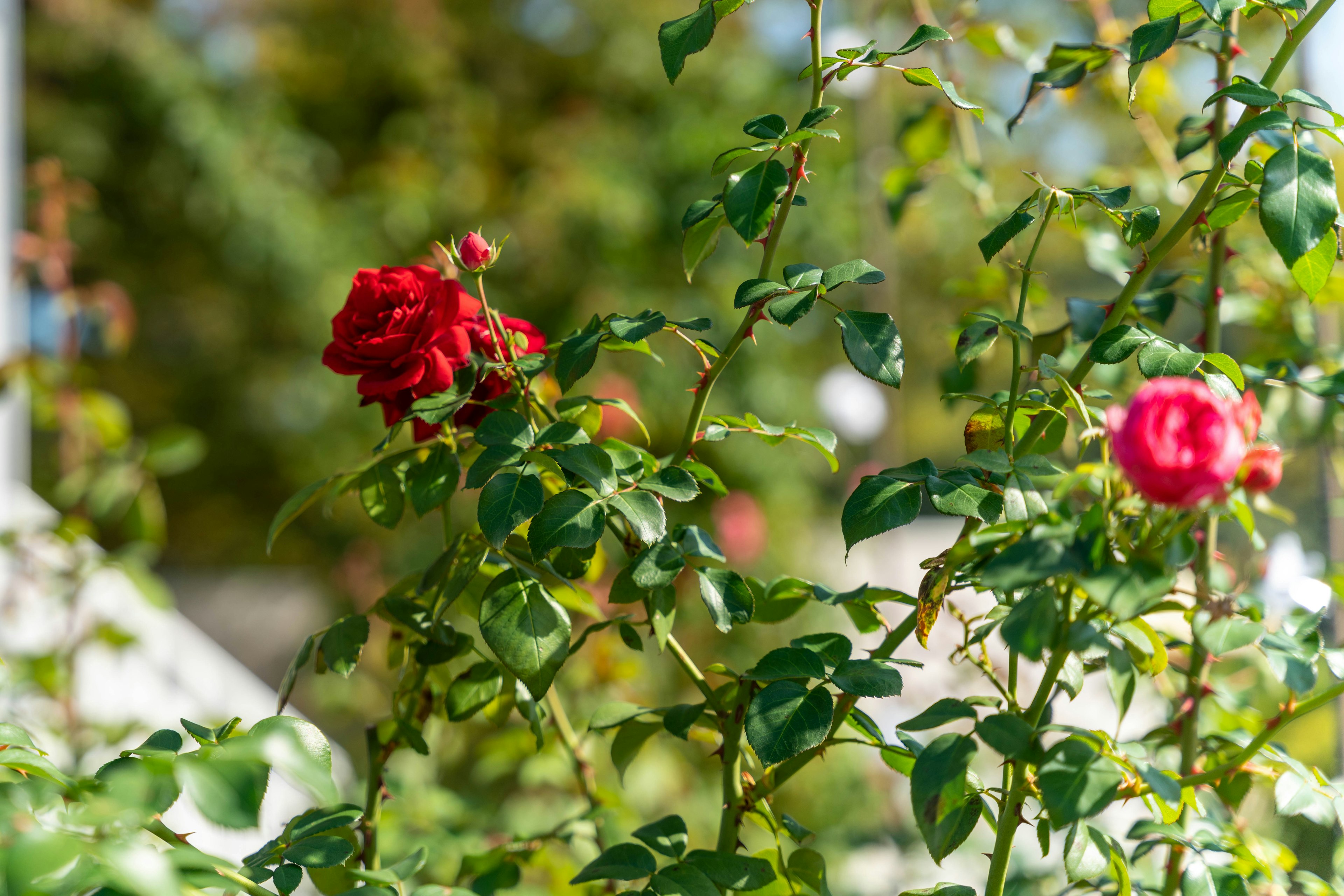 Primer plano de rosas rojas con hojas verdes exuberantes en un jardín