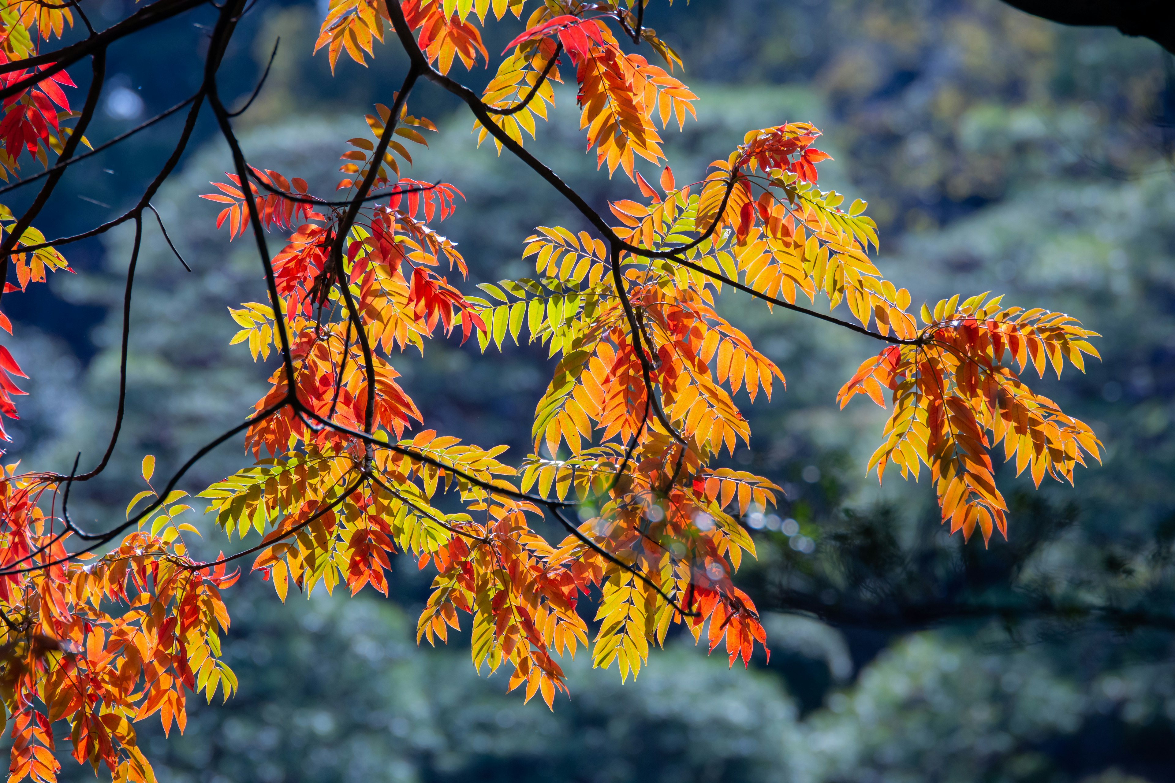 Lebendige Herbstblätter in Orange- und Gelbtönen an einem Zweig