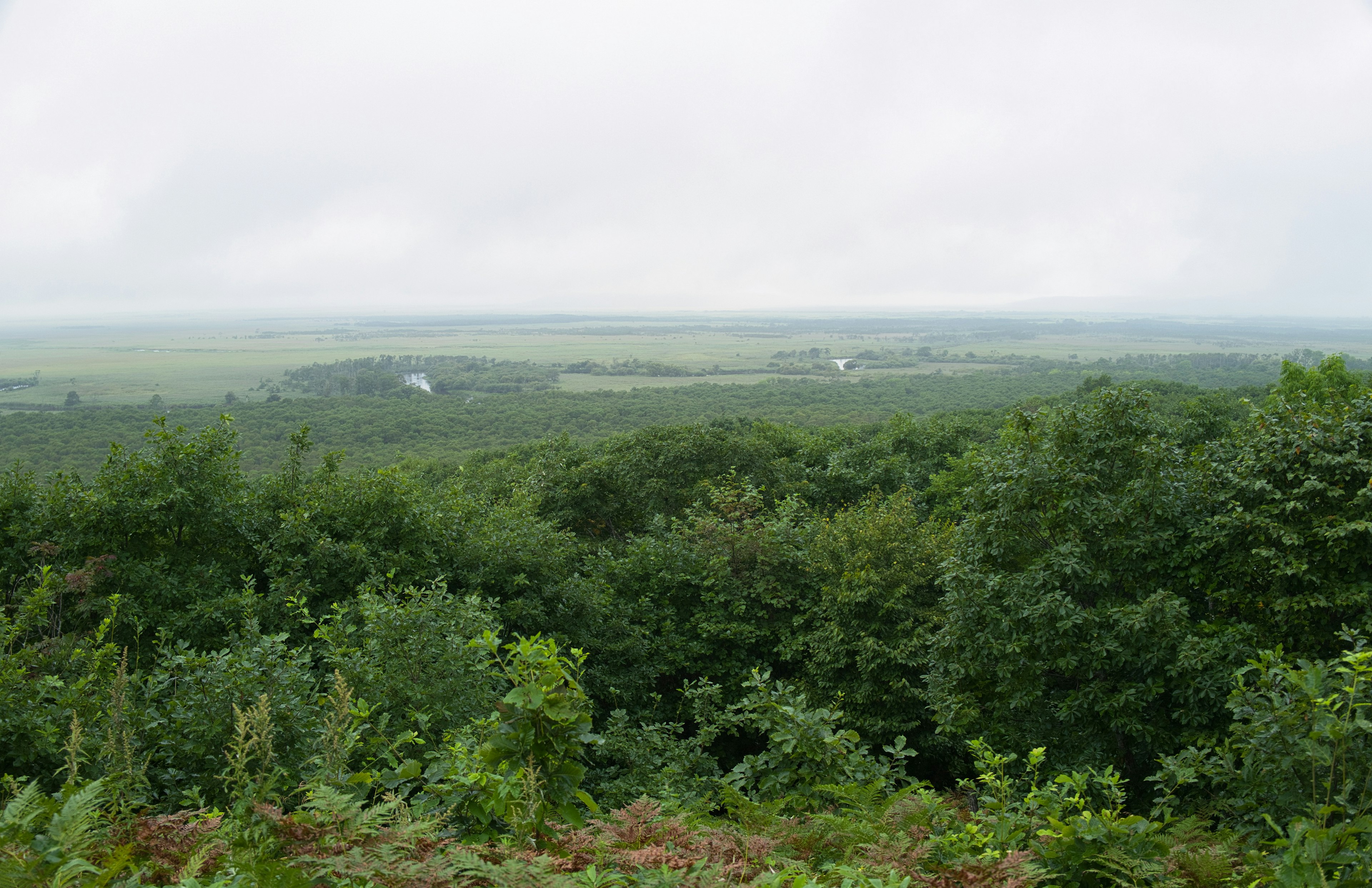 Lush greenery of forest with expansive plains in the background