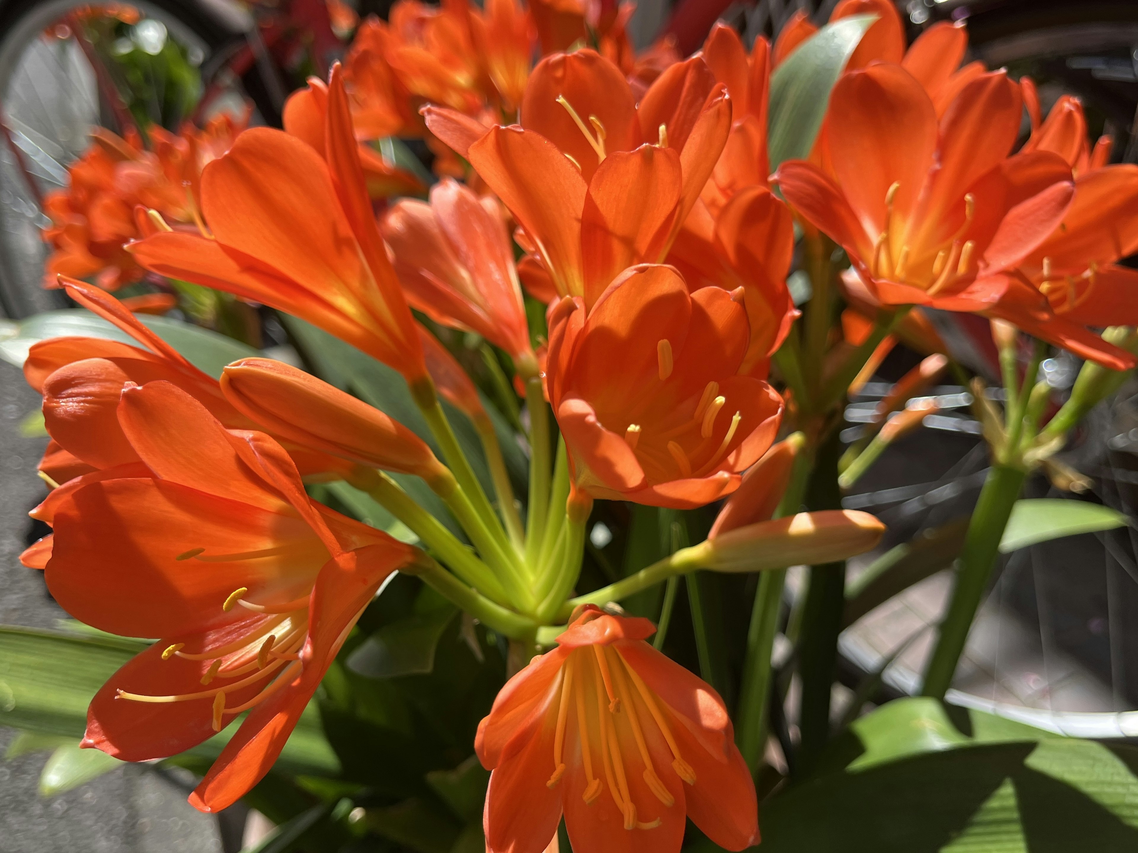 Massa di fiori di Clivia arancioni vivaci in fiore