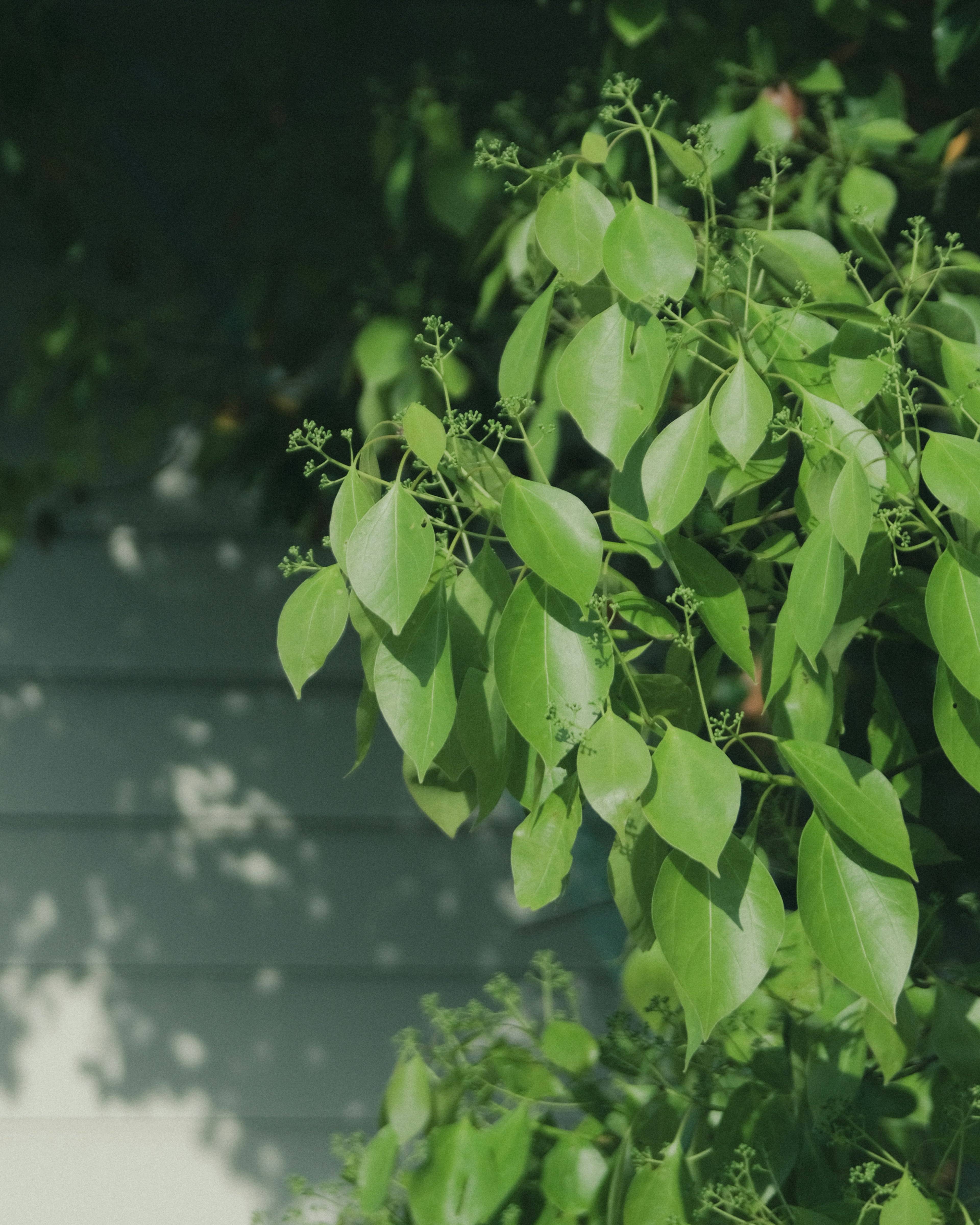 緑の葉が豊かに茂る植物のクローズアップと影