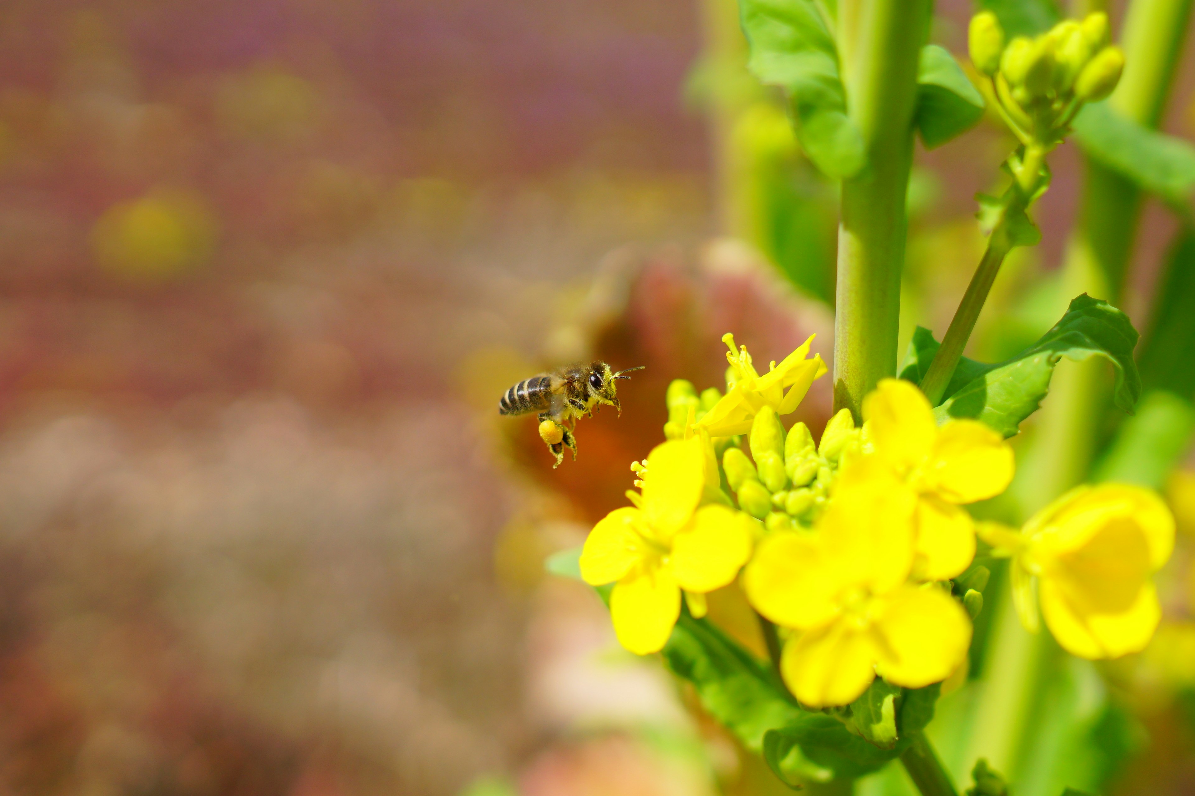 Gros plan sur des fleurs jaunes avec une abeille récoltant du nectar