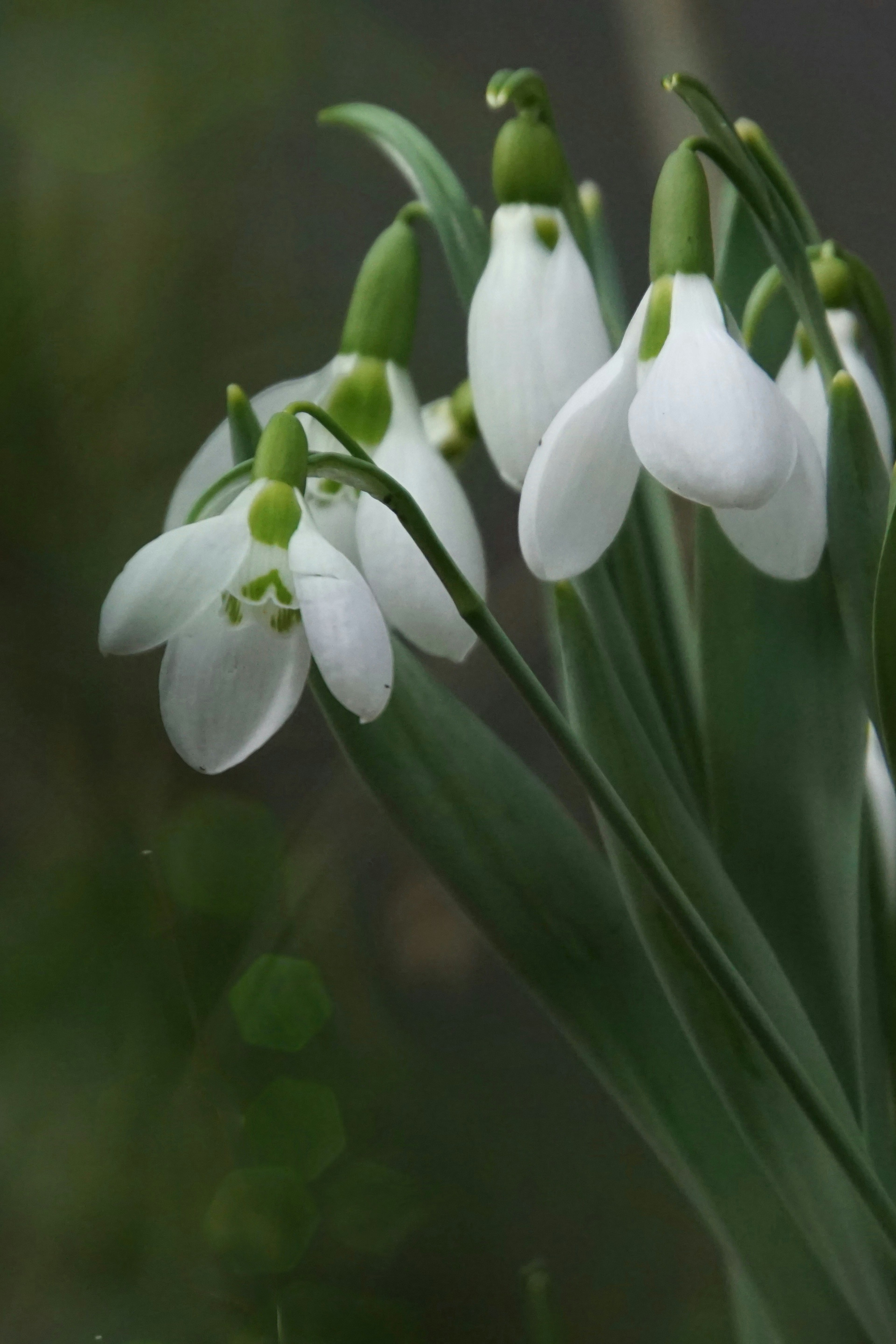 Bunga snowdrop putih mekar di antara daun hijau