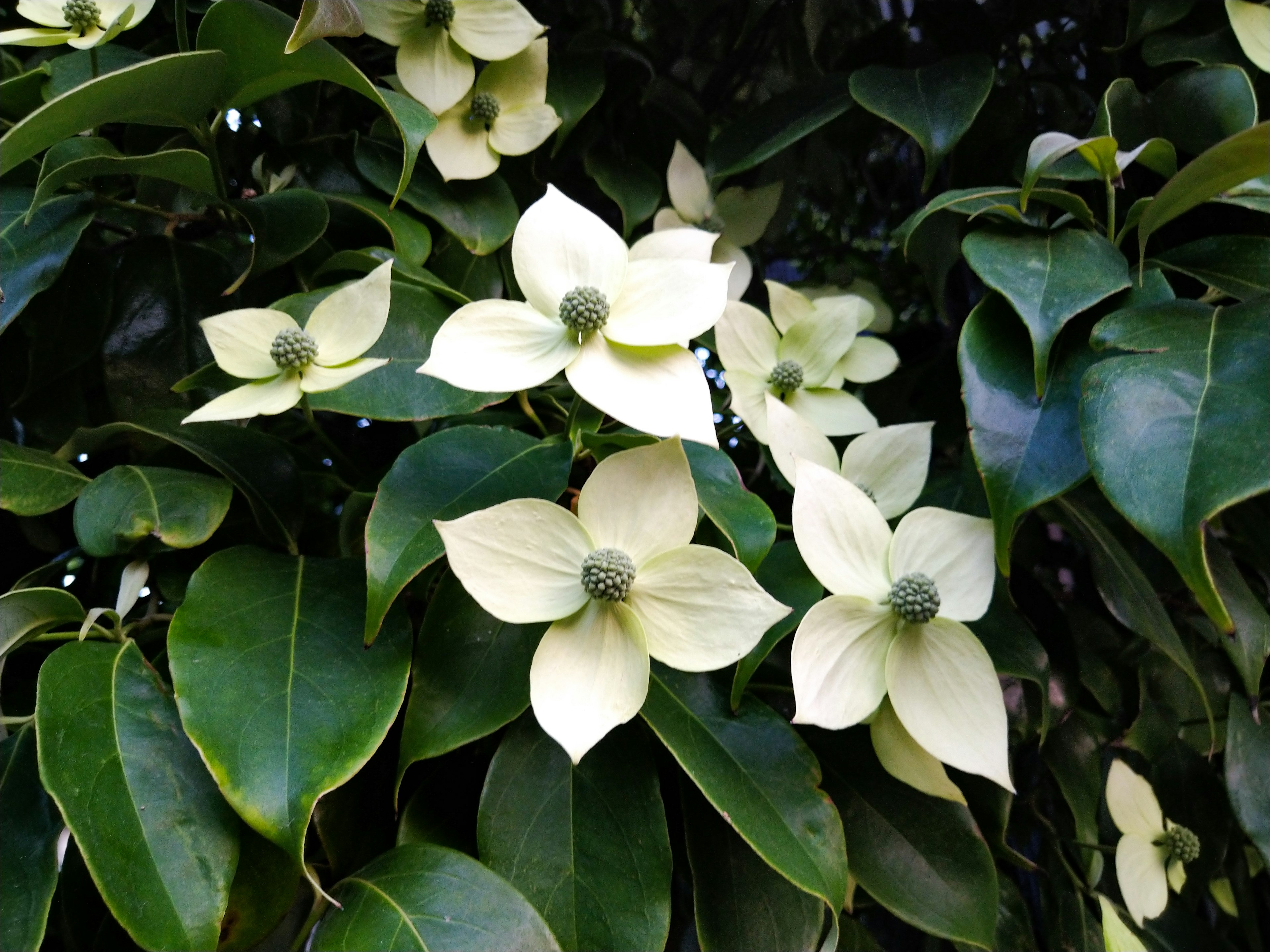 Cream-colored flowers surrounded by green leaves